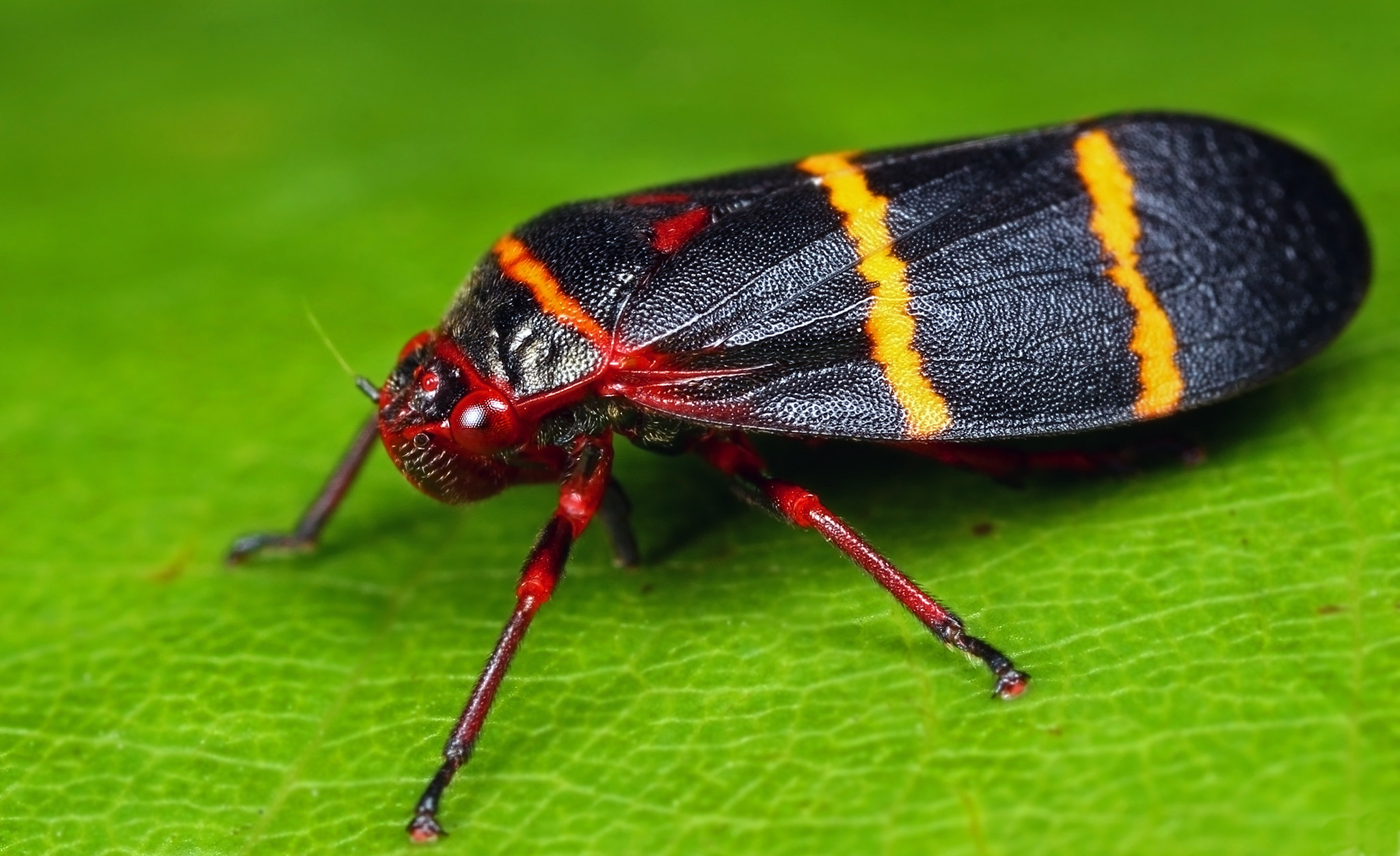 Canon MP-E 65mm F2.5 1-5x Macro Photo sample photo. Two-lined spittlebug photography