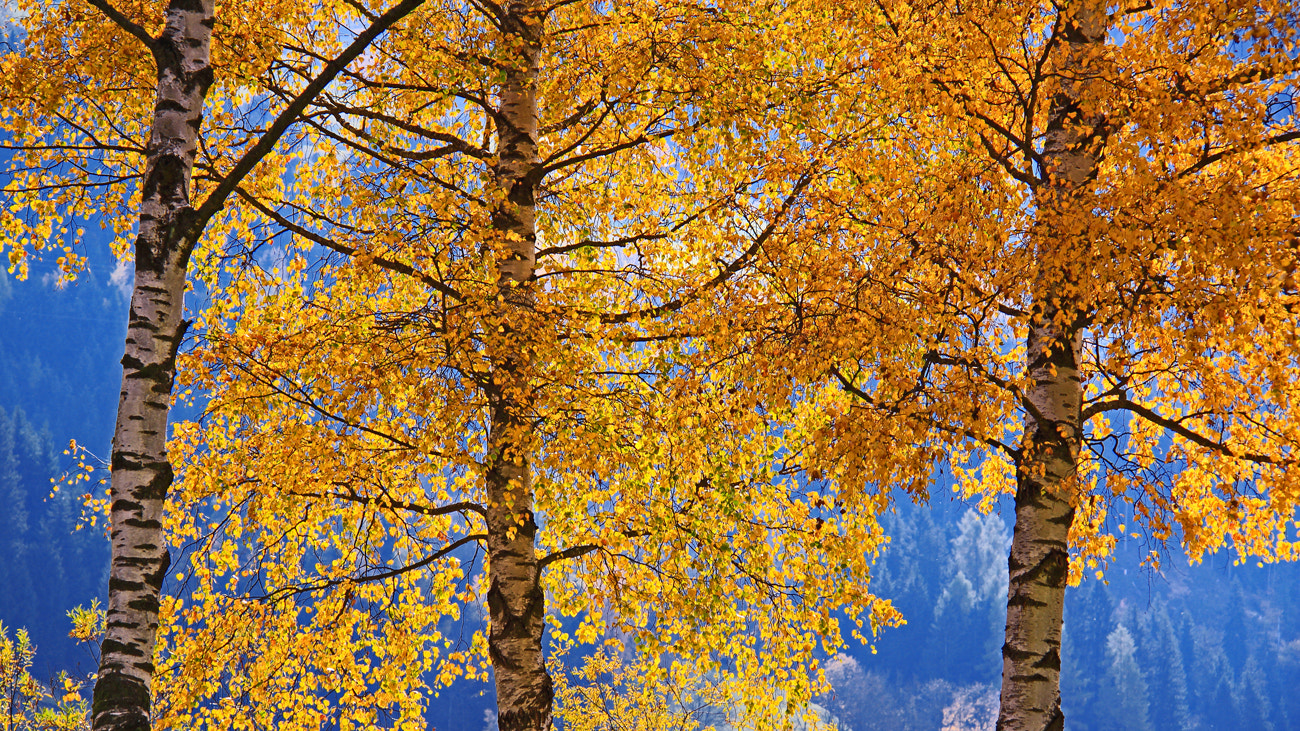 Canon EOS 650D (EOS Rebel T4i / EOS Kiss X6i) sample photo. Three golden birches photography