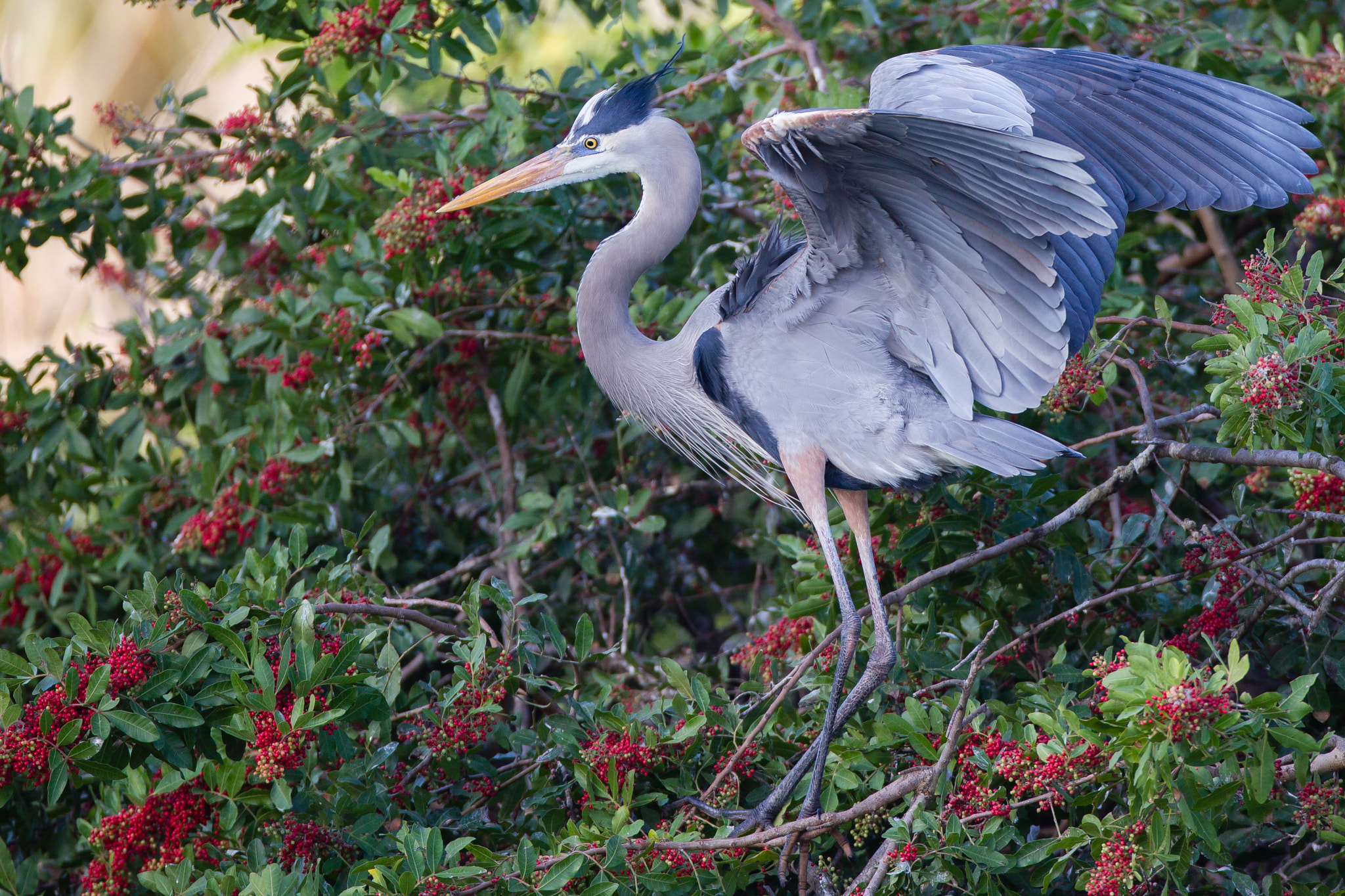 Canon EF 600mm f/4L IS sample photo. Great blue heron photography
