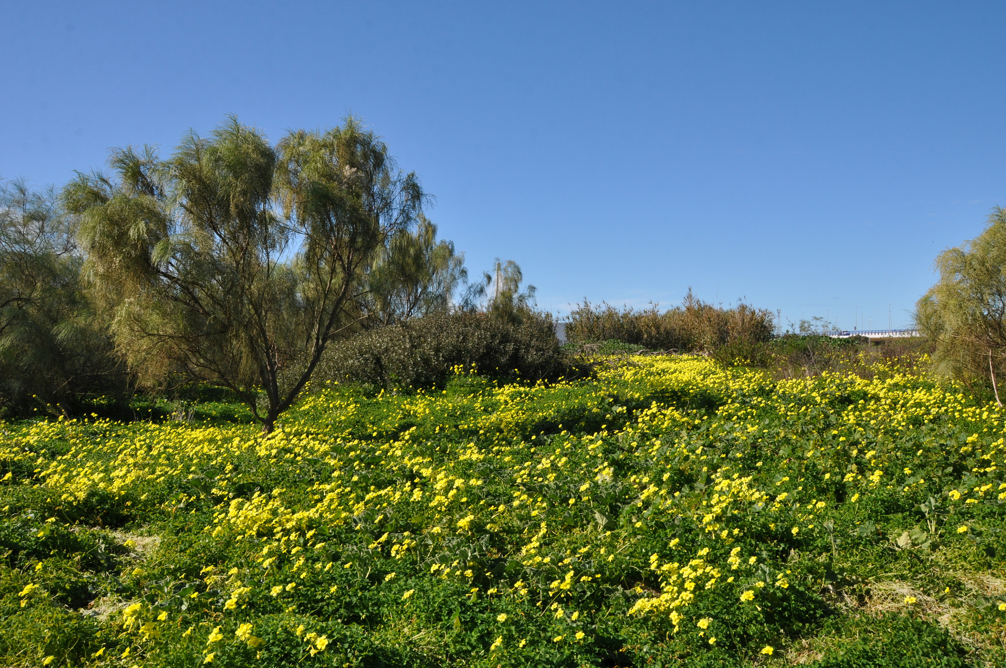 Nikon D90 + Sigma 18-200mm F3.5-6.3 II DC OS HSM sample photo. Amarillo con arbusto photography