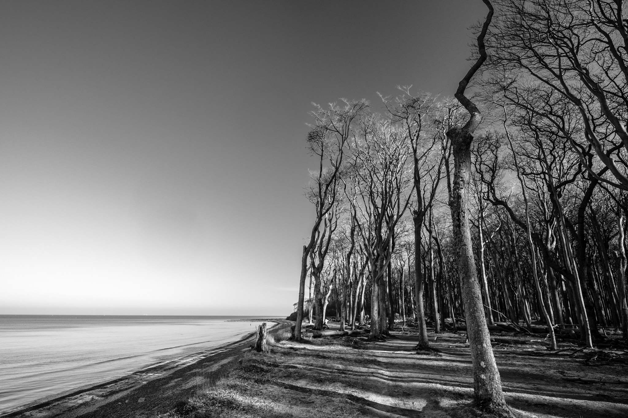 Fujifilm X-T2 + ZEISS Touit 12mm F2.8 sample photo. Gespensterwald nienhagen an der ostsee photography