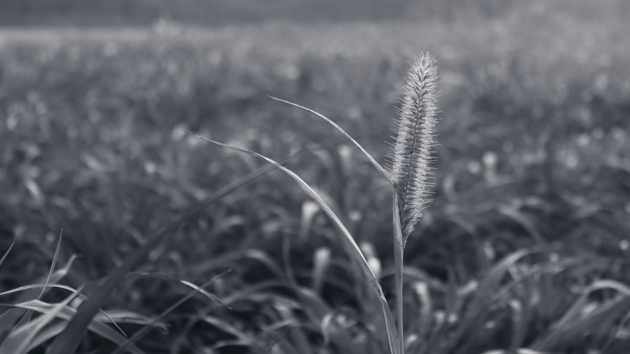 Canon EOS 760D (EOS Rebel T6s / EOS 8000D) sample photo. Give me some sunshine photography