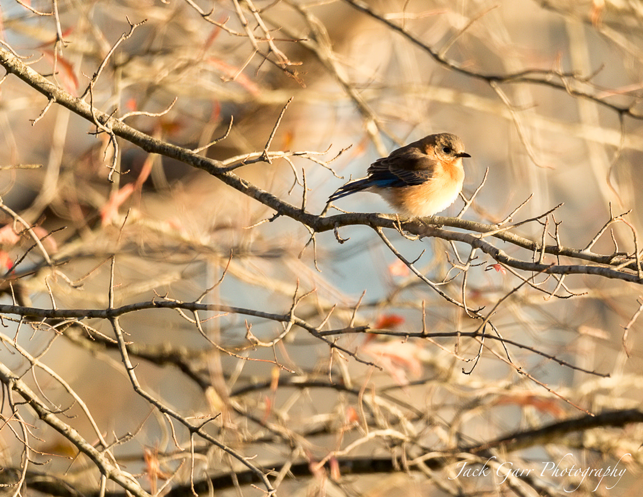 150-600mm F5-6.3 DG OS HSM | Sports 014 sample photo. Female eastern blue bird photography