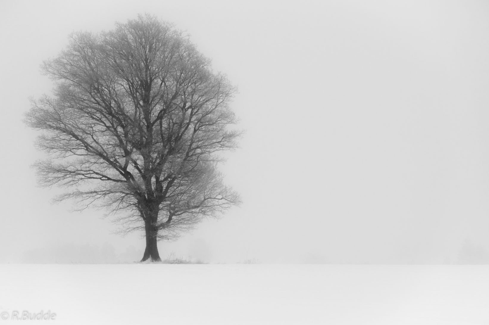 Sony ILCA-77M2 sample photo. Foggy tree on snow photography