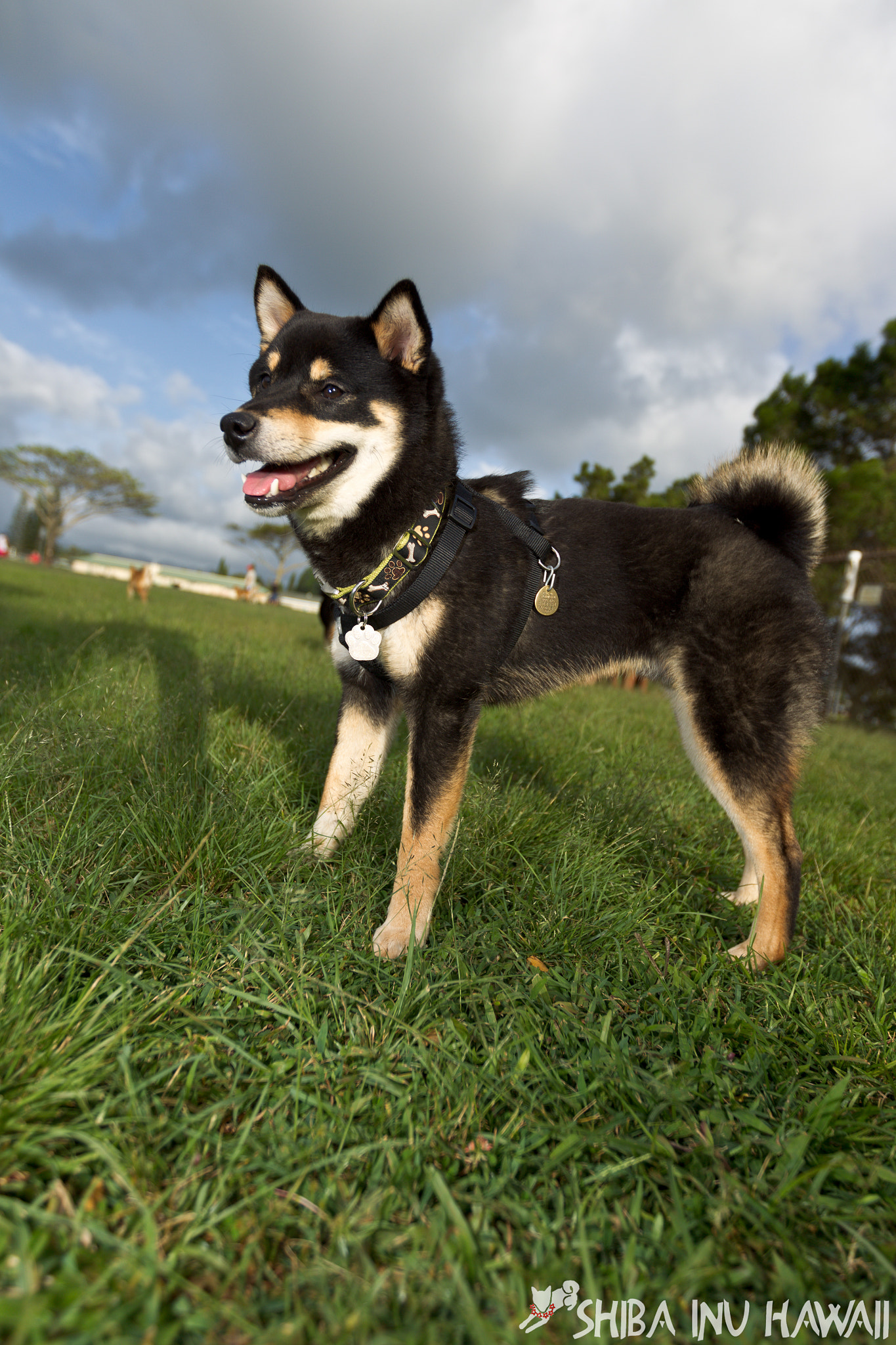 Canon EOS-1D Mark IV sample photo. 3-20-2011 meetup - shiba inu hawaii photography