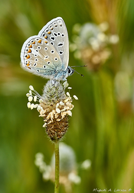 150mm F2.8 sample photo. Polyommatus icarus photography