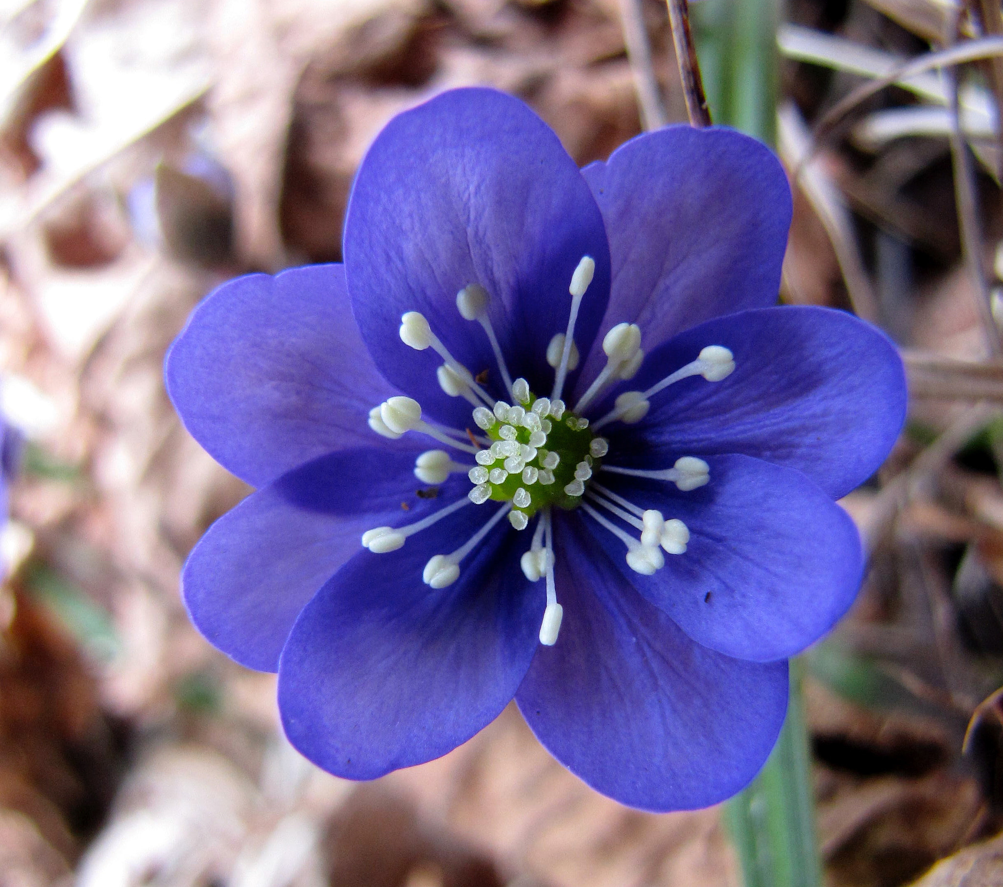 Canon PowerShot SX1 IS sample photo. Blåsippa (hepatica nobilis) photography