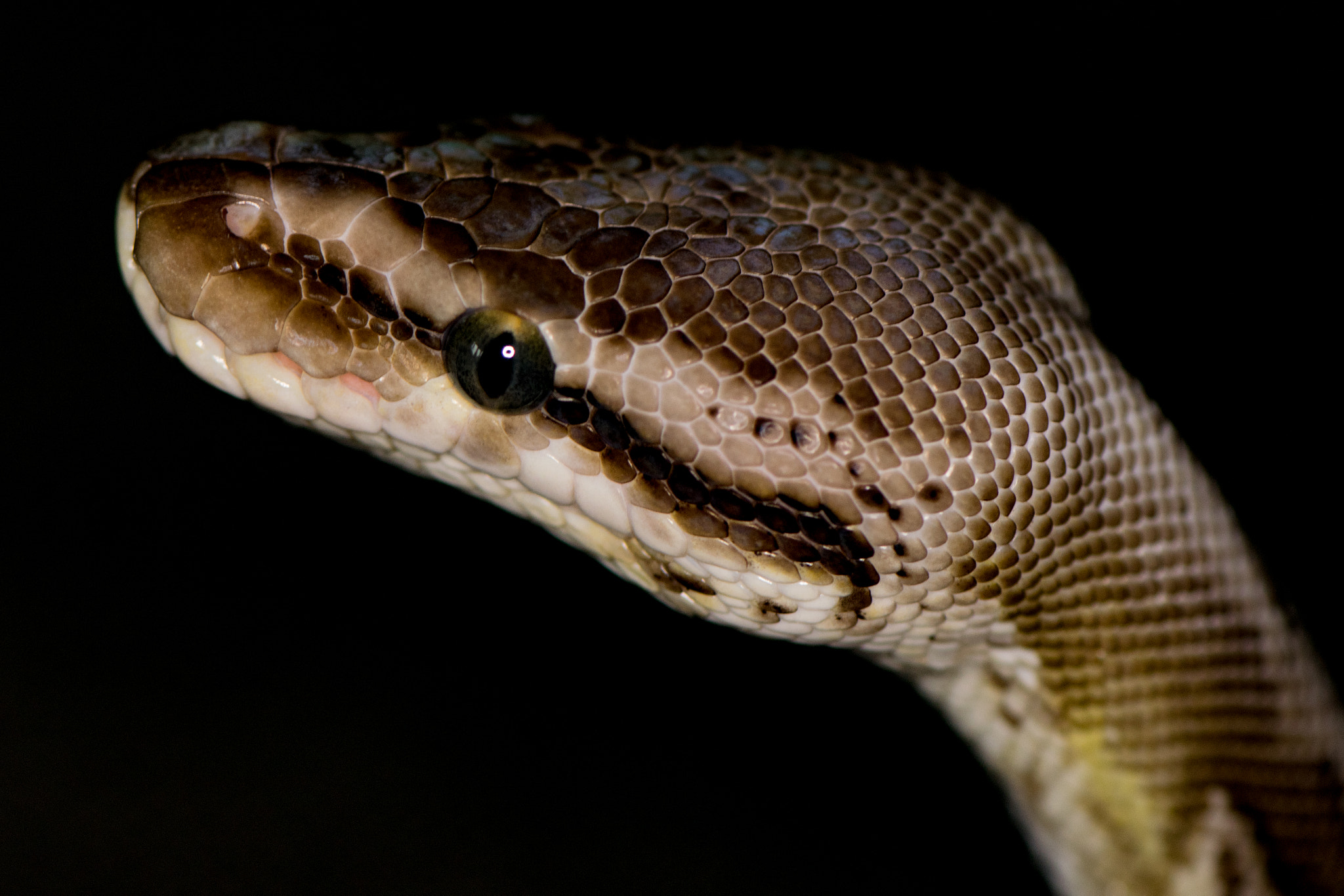 Nikon AF-S Micro-Nikkor 105mm F2.8G IF-ED VR sample photo. Royal ball python photography