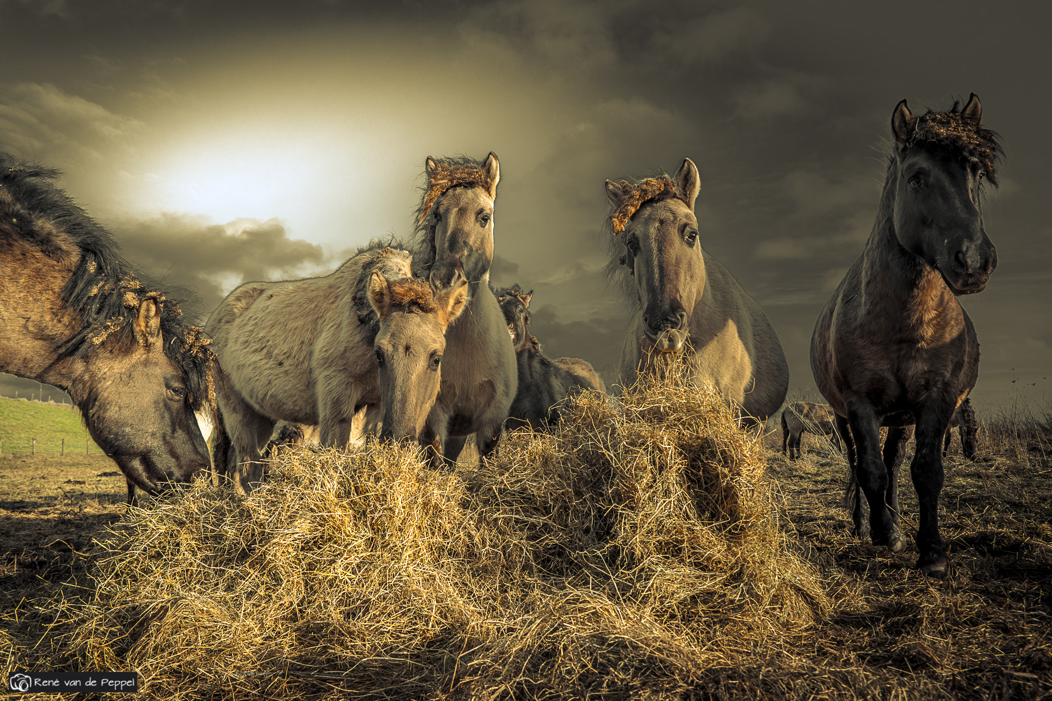 Samsung NX 16-50mm F2.0-2.8 S ED OIS sample photo. Hungry horses photography