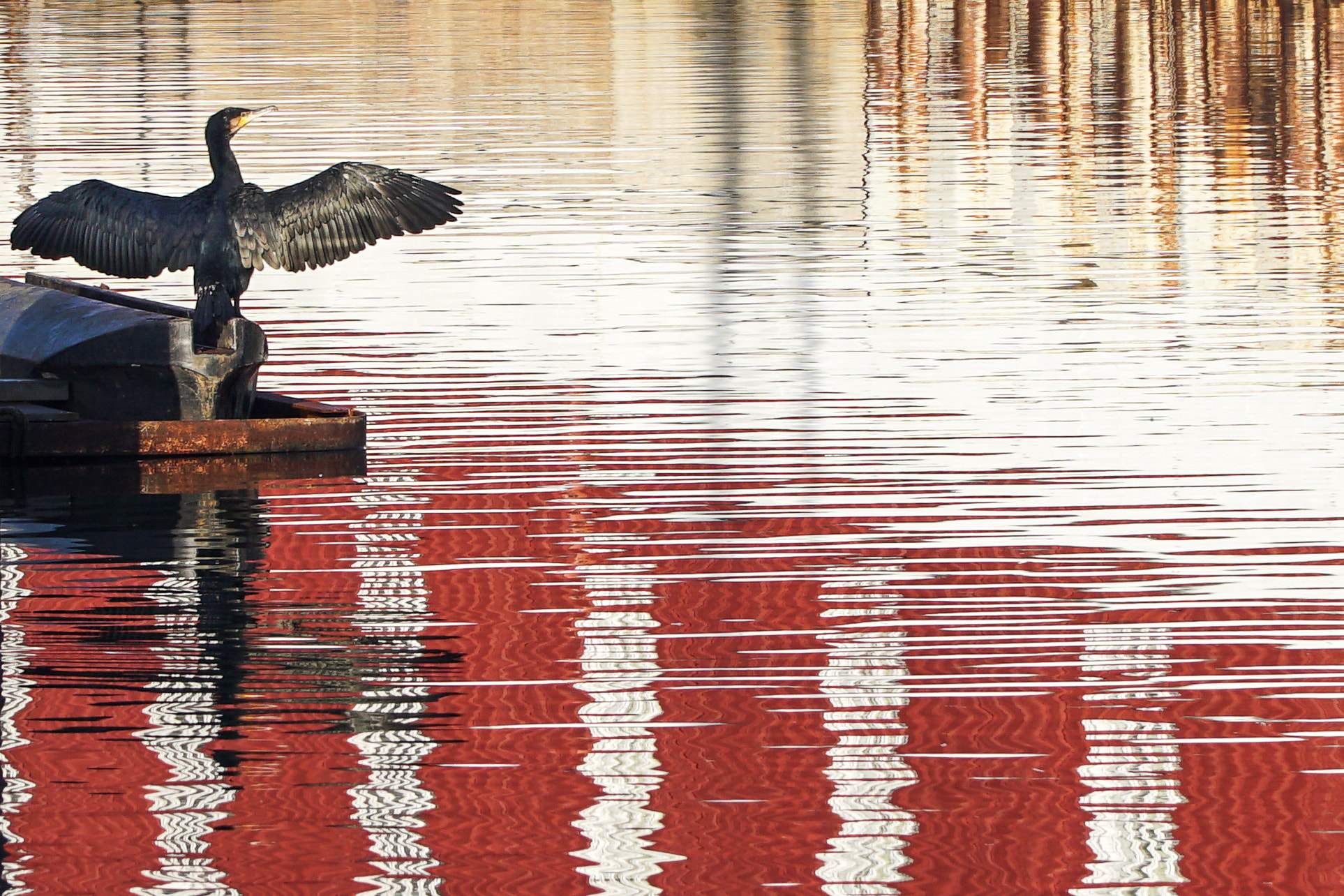 Sony E PZ 18-105mm F4 G OSS sample photo. Cormorant photography