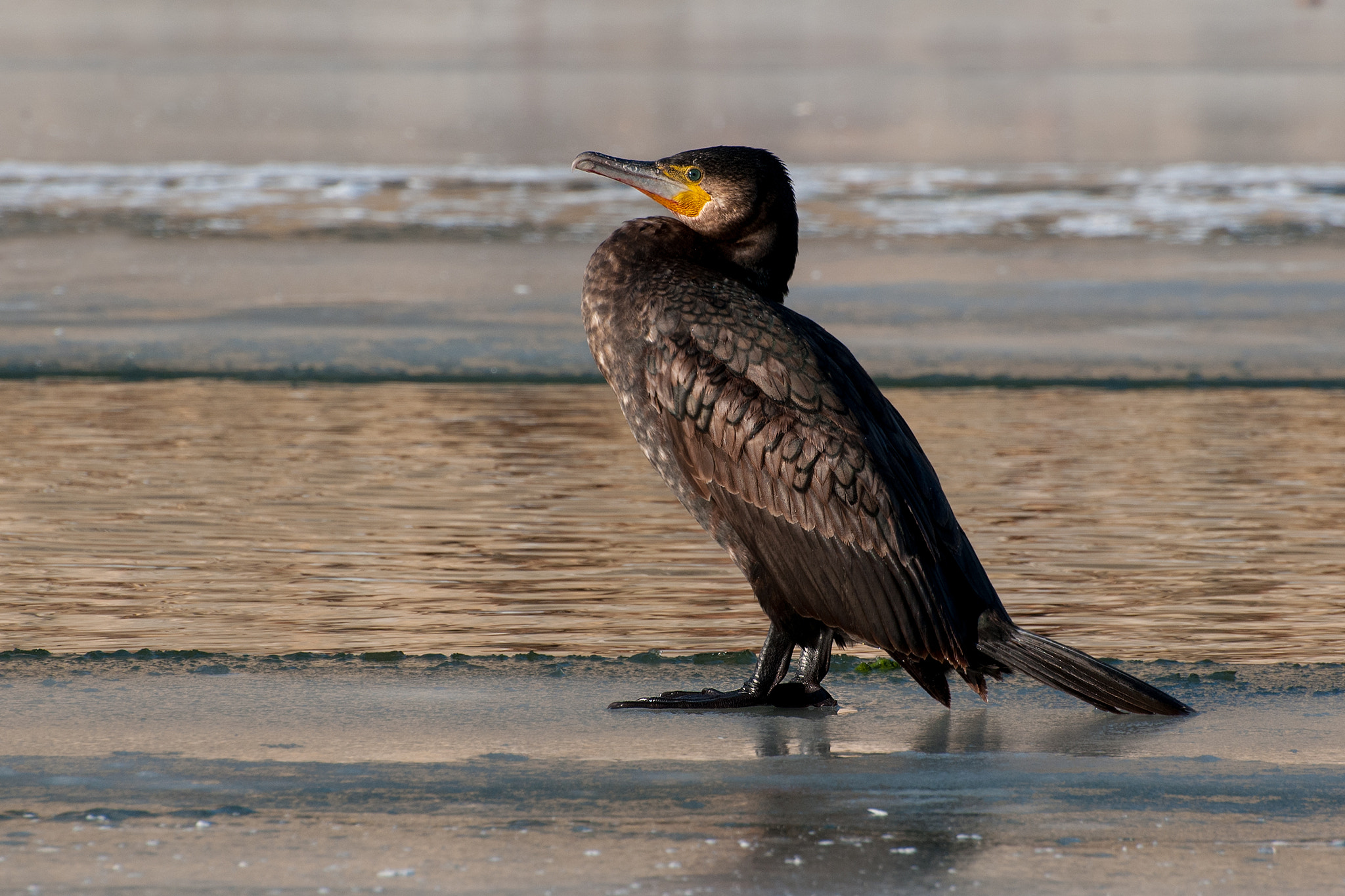 Nikon D300 sample photo. Fishing bird photography
