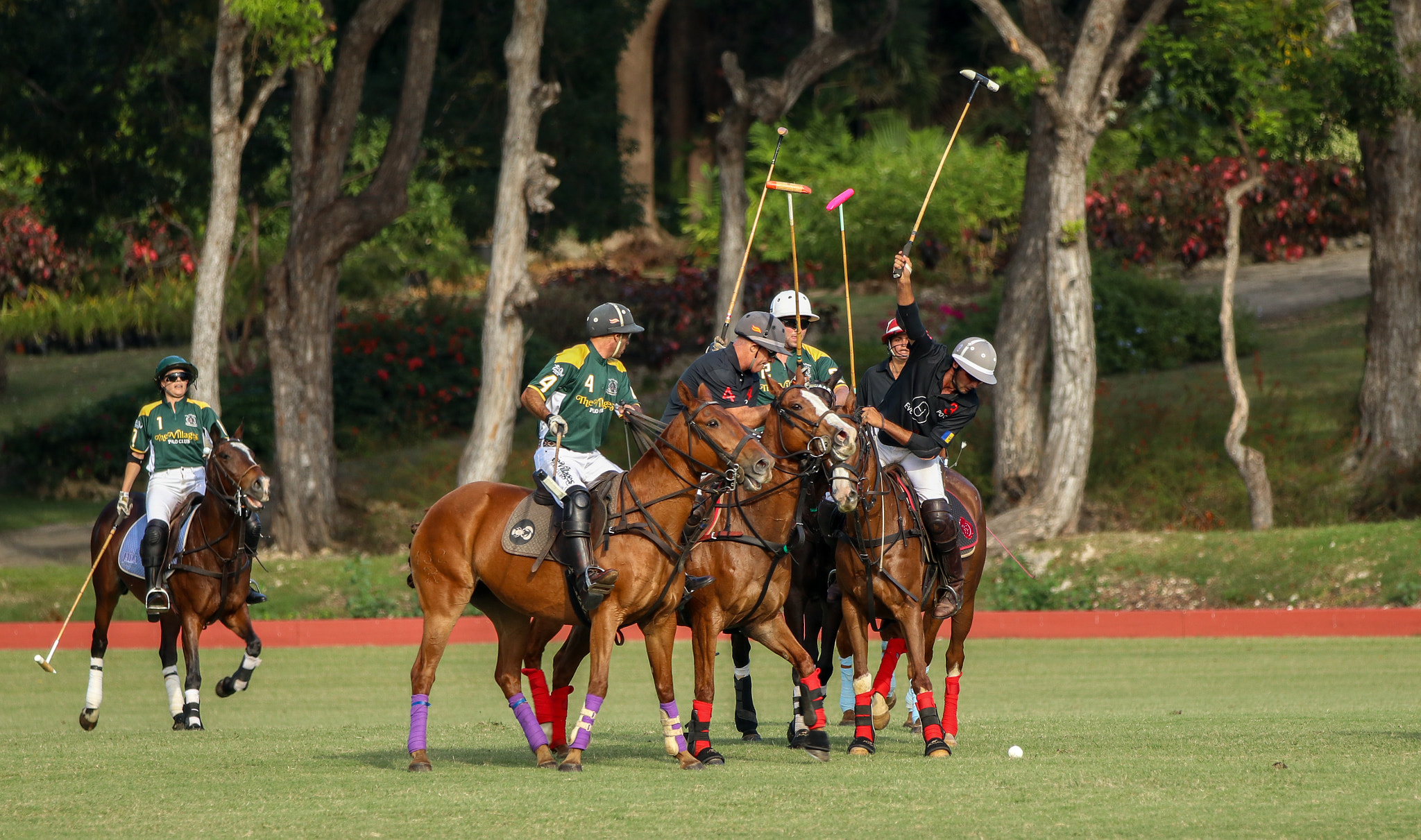 Canon EF 70-200mm F2.8L IS II USM sample photo. Polo photography