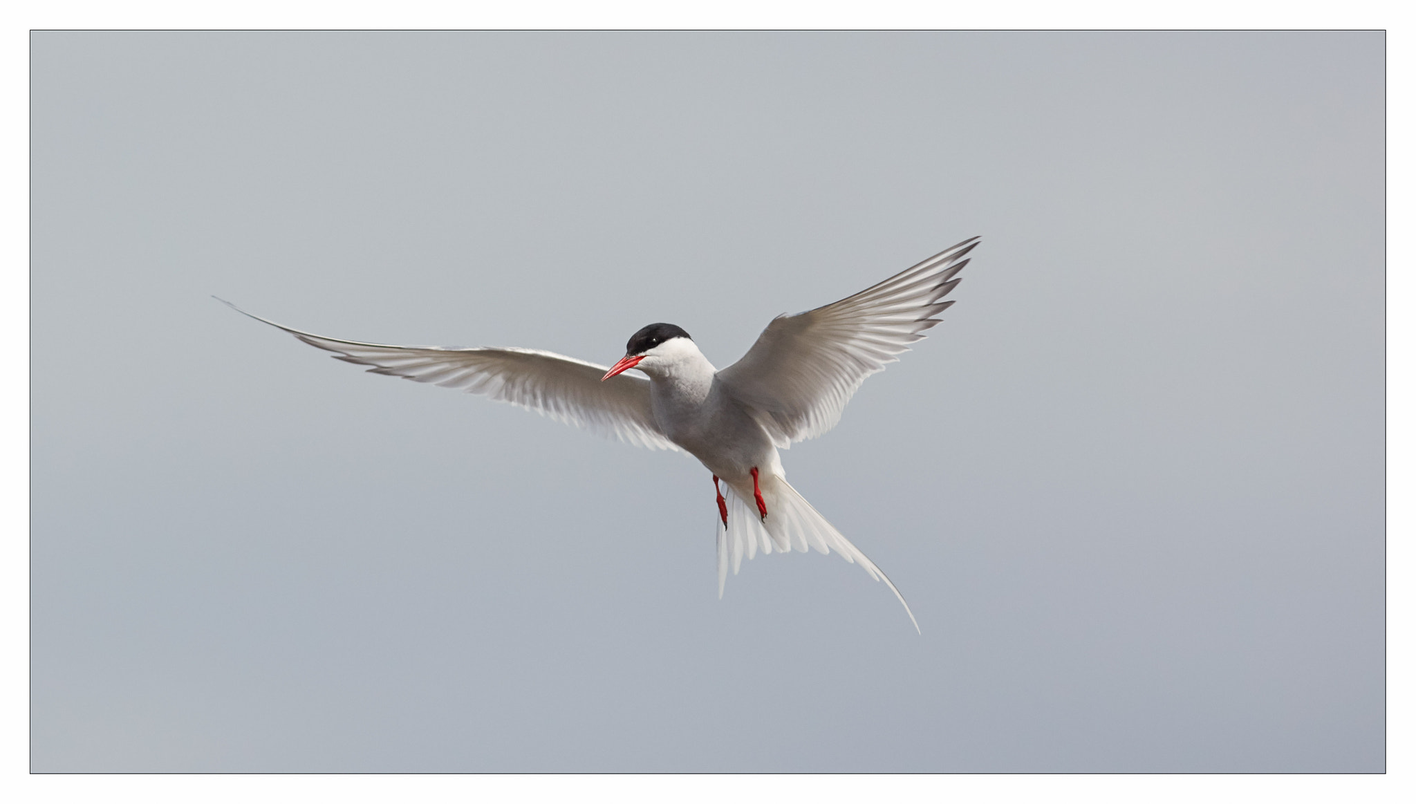 Canon EF 300mm F2.8L IS USM sample photo