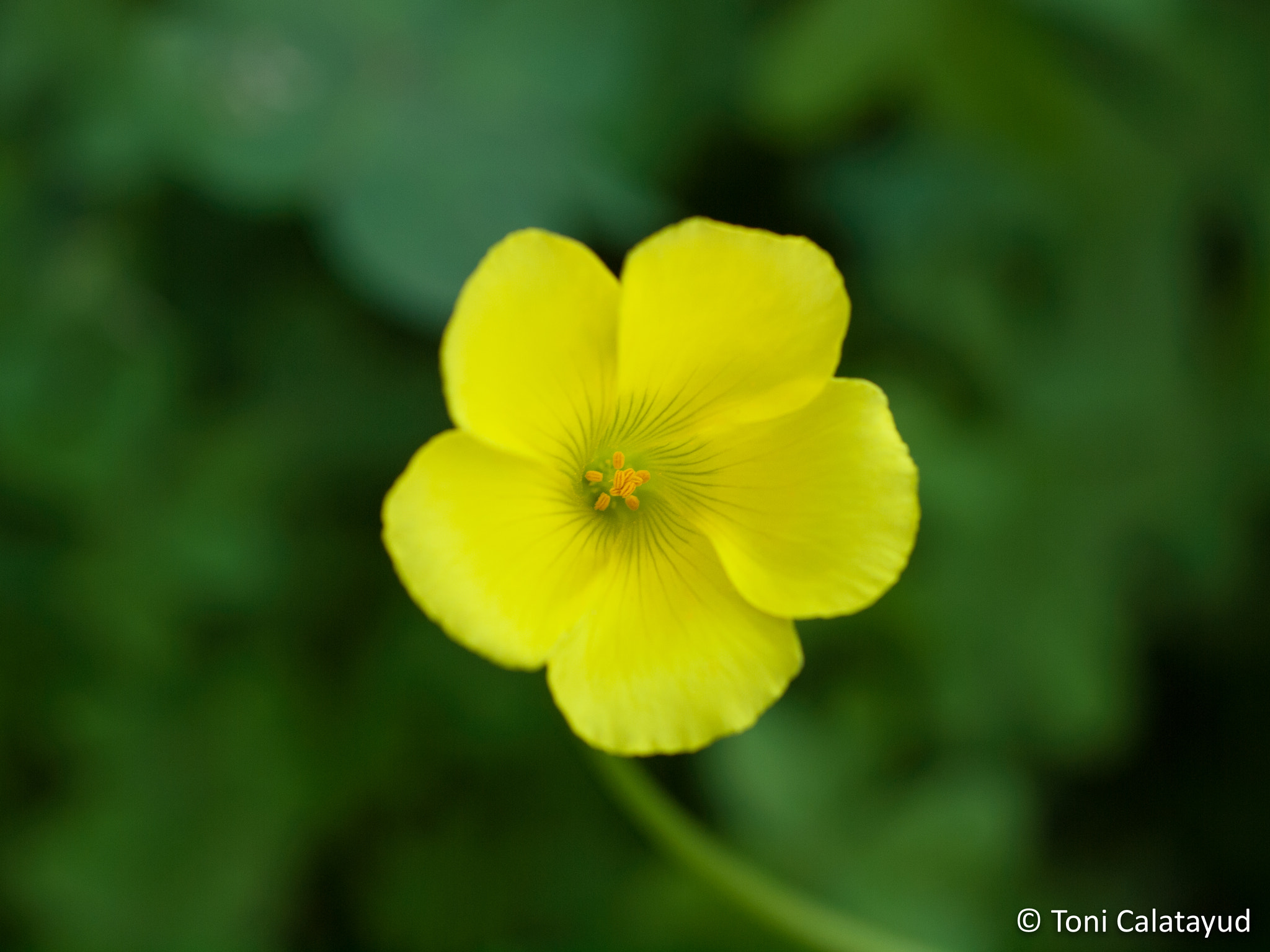 Olympus E-620 (EVOLT E-620) + OLYMPUS 50mm Lens sample photo. Yellow and green photography