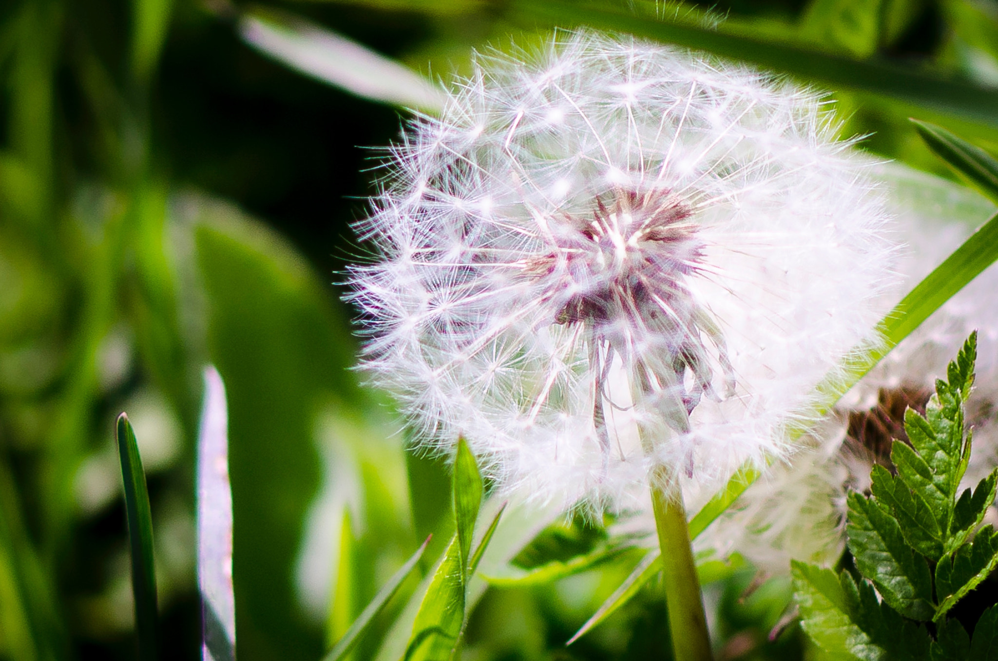 Nikon AF-S Micro-Nikkor 105mm F2.8G IF-ED VR sample photo. Flowers in castelluccio di norcia 2 photography