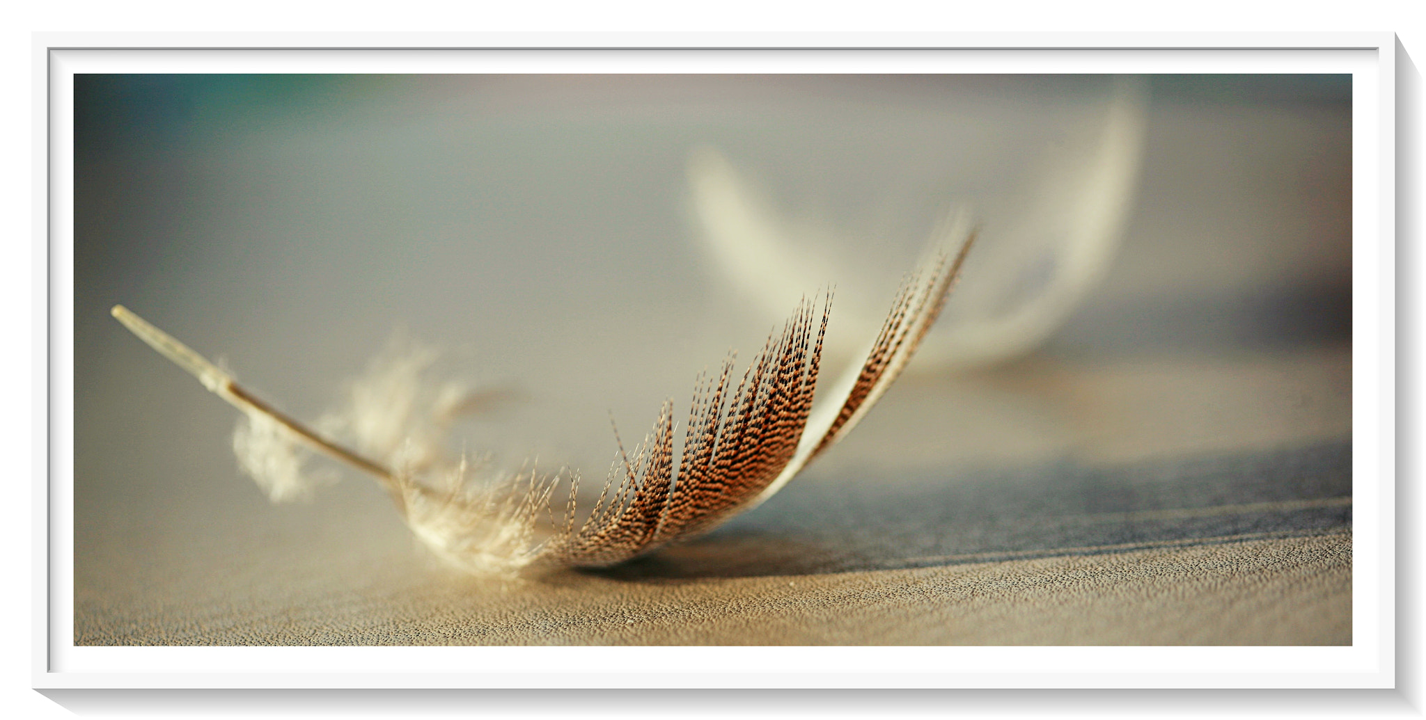 Canon EF 100mm F2.8 Macro USM sample photo. Feather so light photography