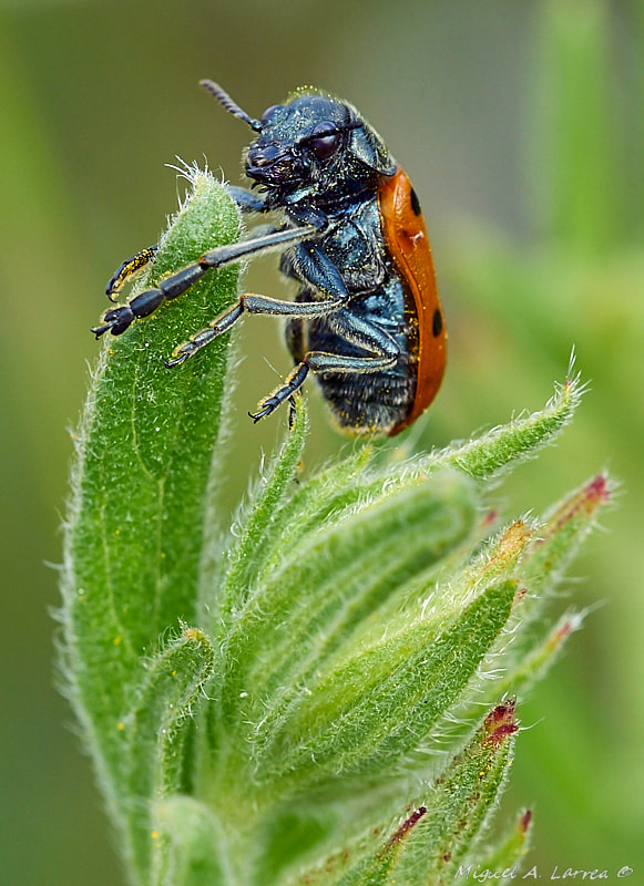 150mm F2.8 sample photo. Lachnaia sexpunctata photography