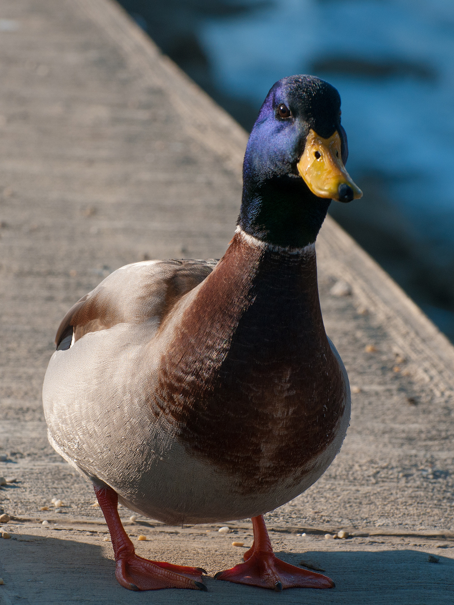 Nikon D300 sample photo. Hello :) photography