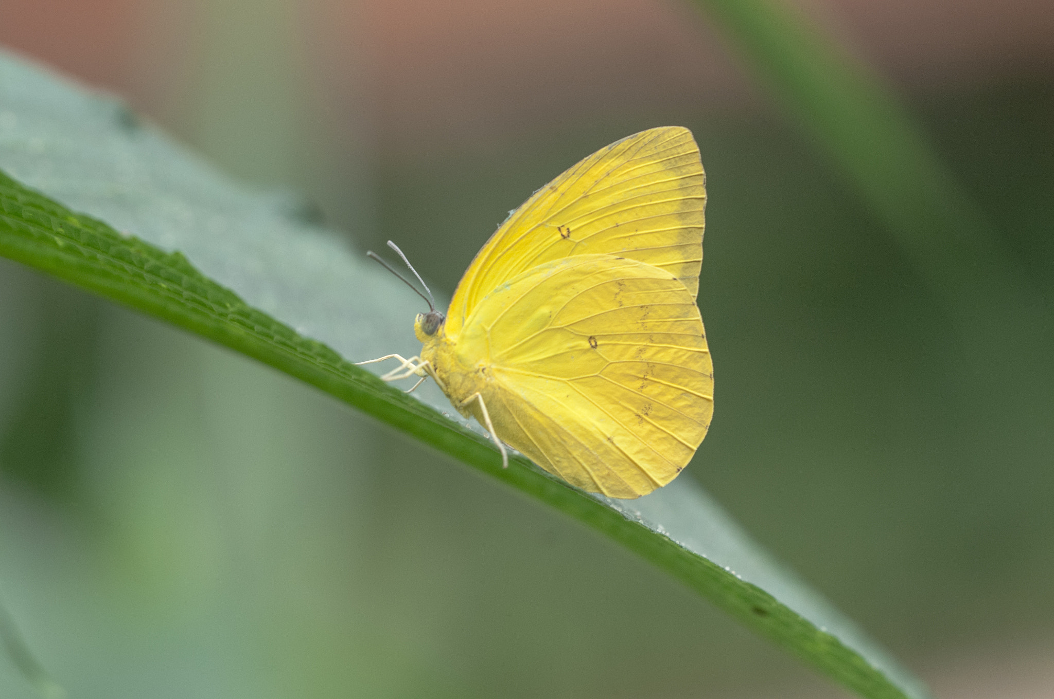Sigma 150mm F2.8 EX DG OS Macro HSM sample photo. Catopsilia scylla photography