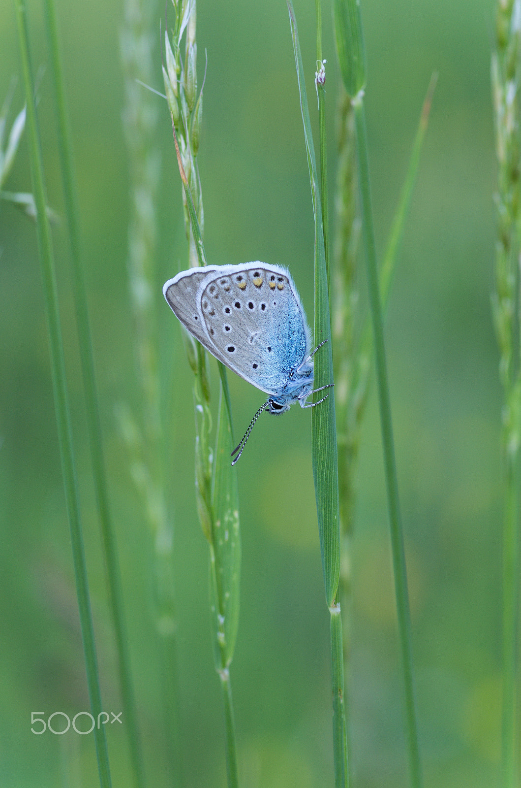 Pentax smc D-FA 100mm F2.8 Macro WR sample photo. Bläuling photography