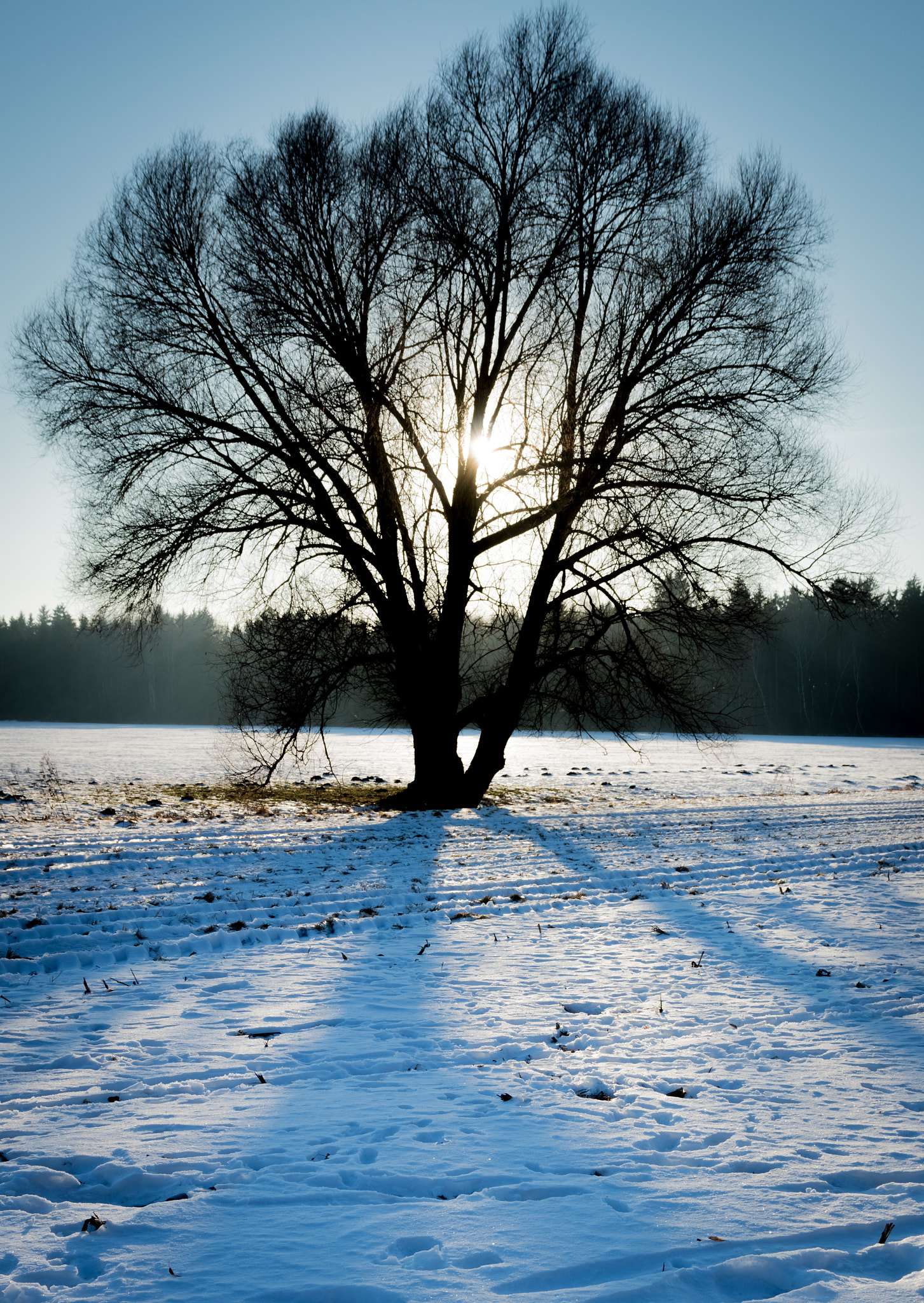 Canon EOS 80D + Sigma 17-70mm F2.8-4 DC Macro OS HSM sample photo. Winter tree 2 photography