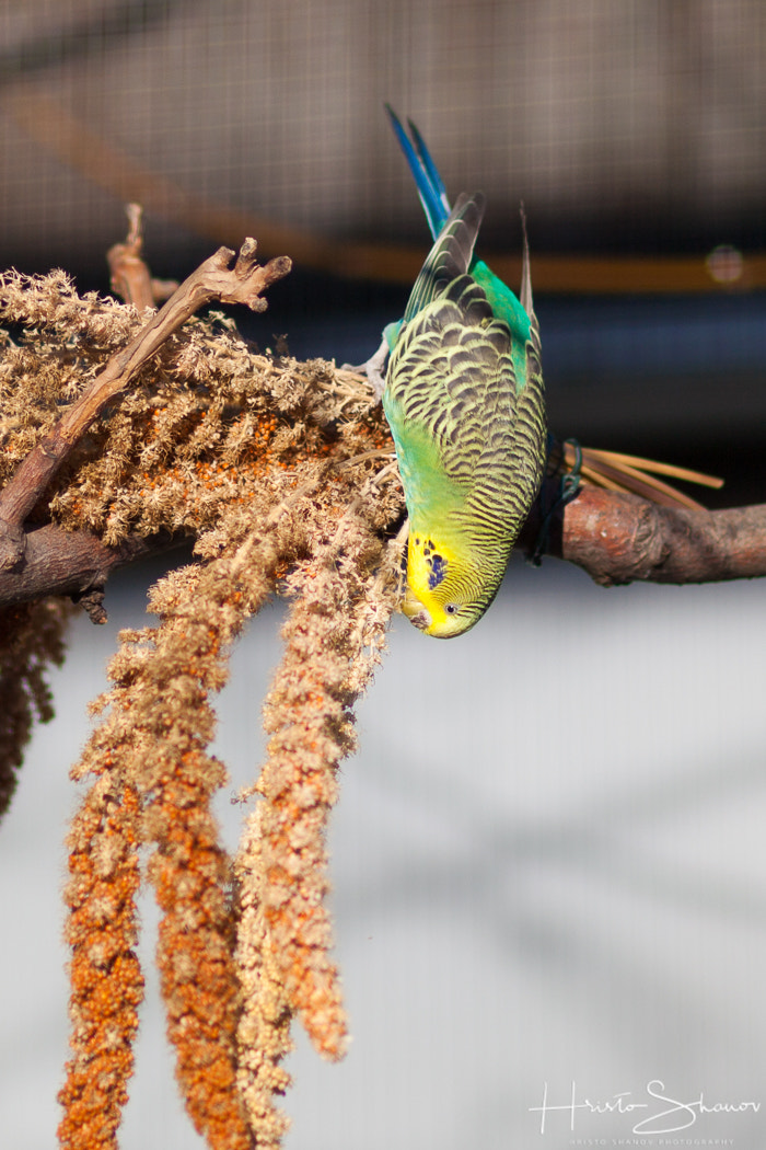 Canon EF 100mm F2.0 USM sample photo. Canary photography