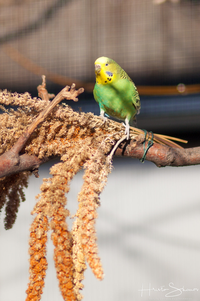 Canon EF 100mm F2.0 USM sample photo. Canary photography