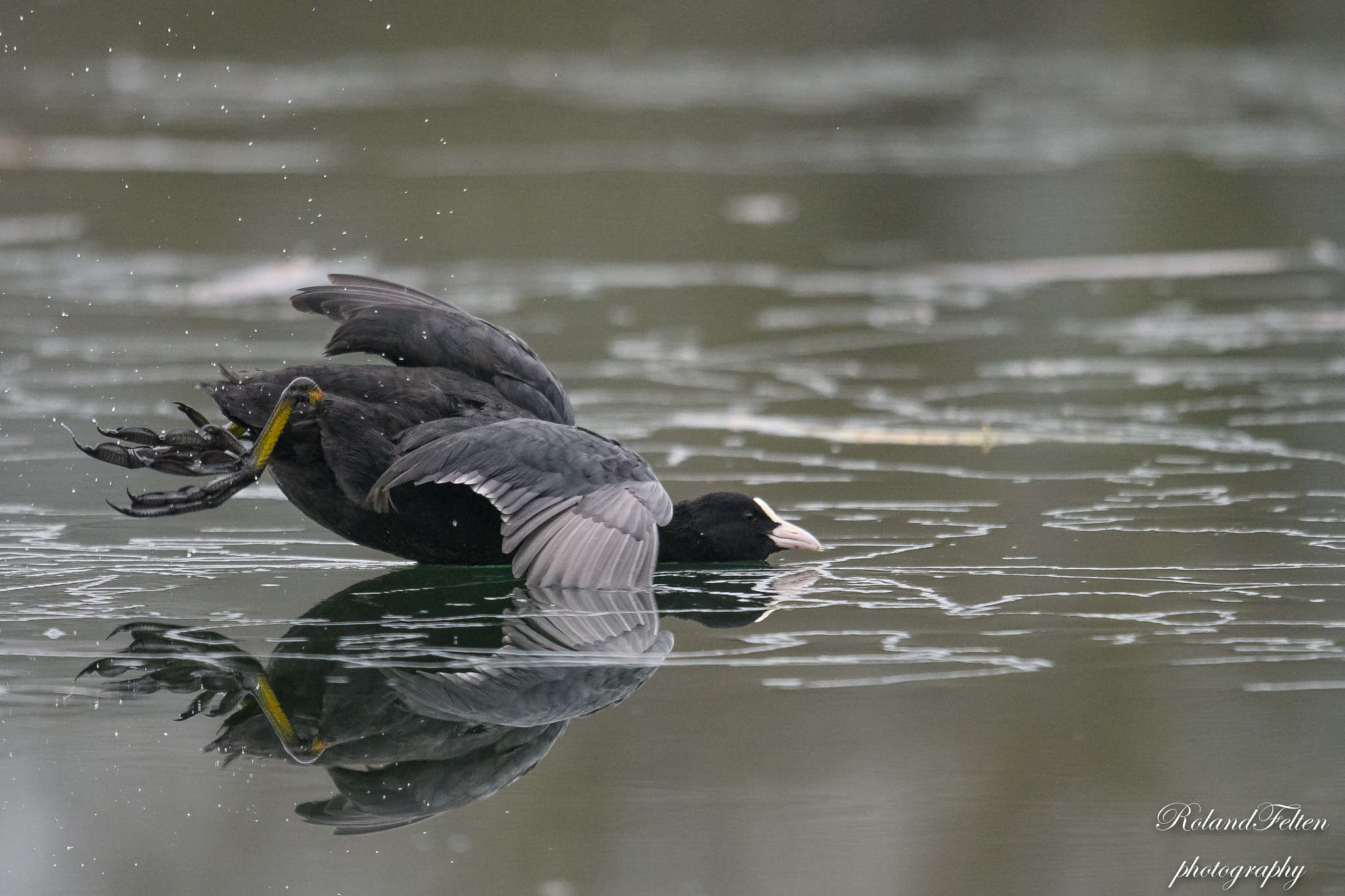 Nikon D500 + Nikon AF-S Nikkor 600mm F4G ED VR sample photo. Oops, it's slippery! photography