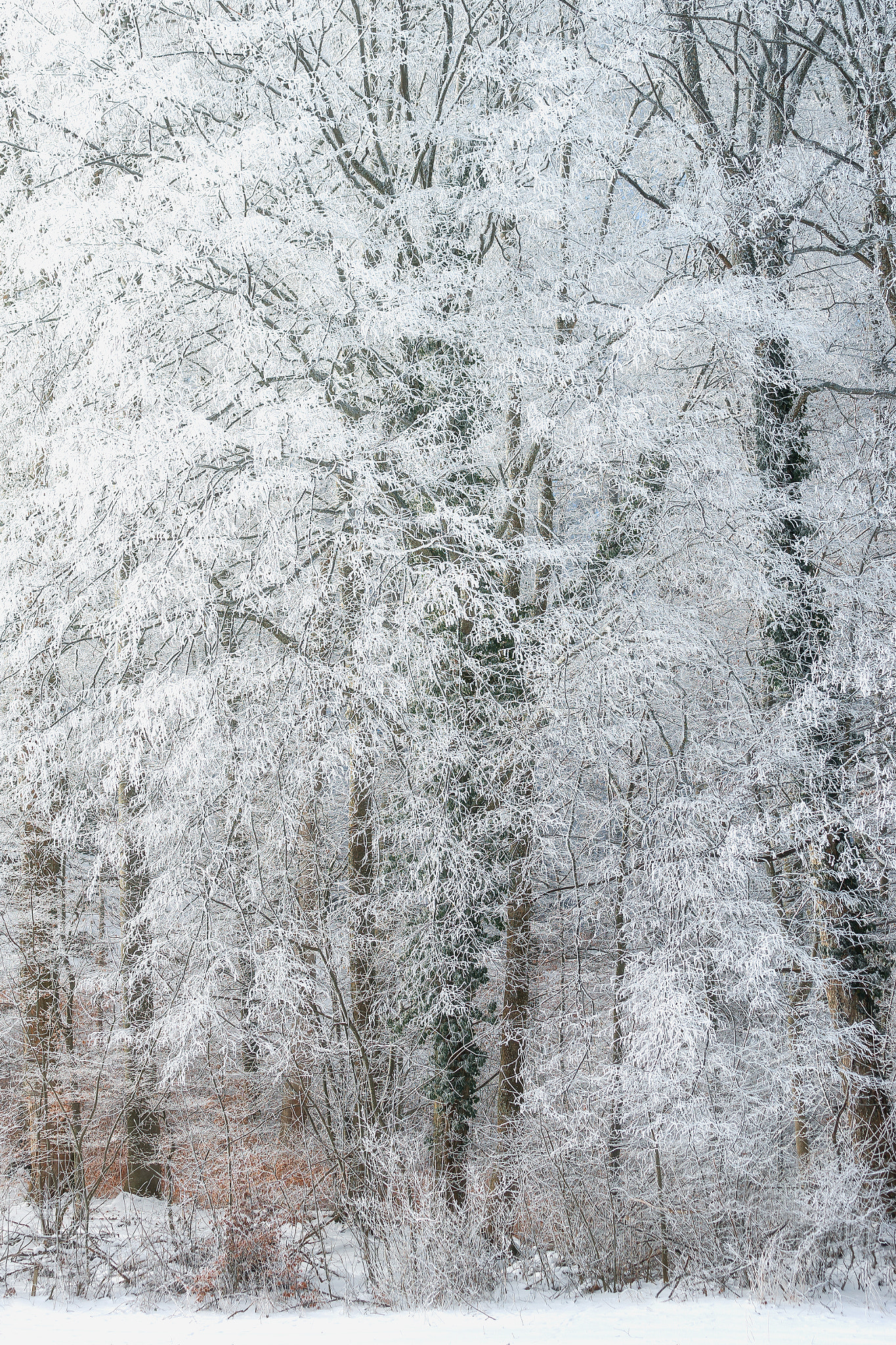 Sony 70-400mm F4-5.6 G SSM II sample photo. Dazzling white photography