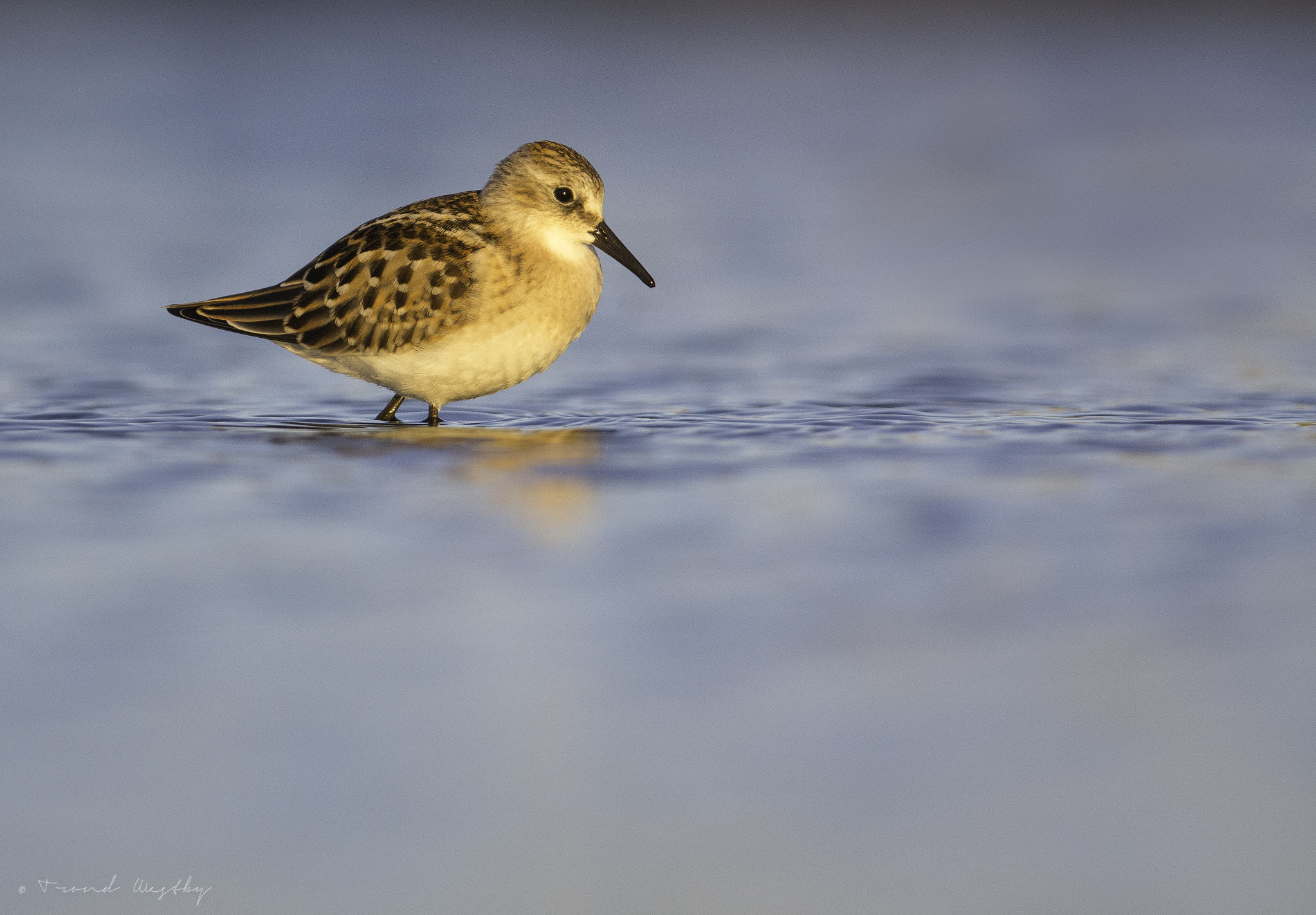 Nikon AF-S Nikkor 300mm F2.8G ED VR II sample photo. Little stint photography