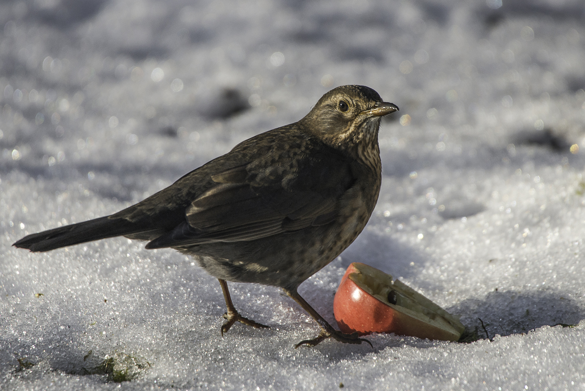 Nikon D800 + Sigma 50-500mm F4.5-6.3 DG OS HSM sample photo. An apple a day photography