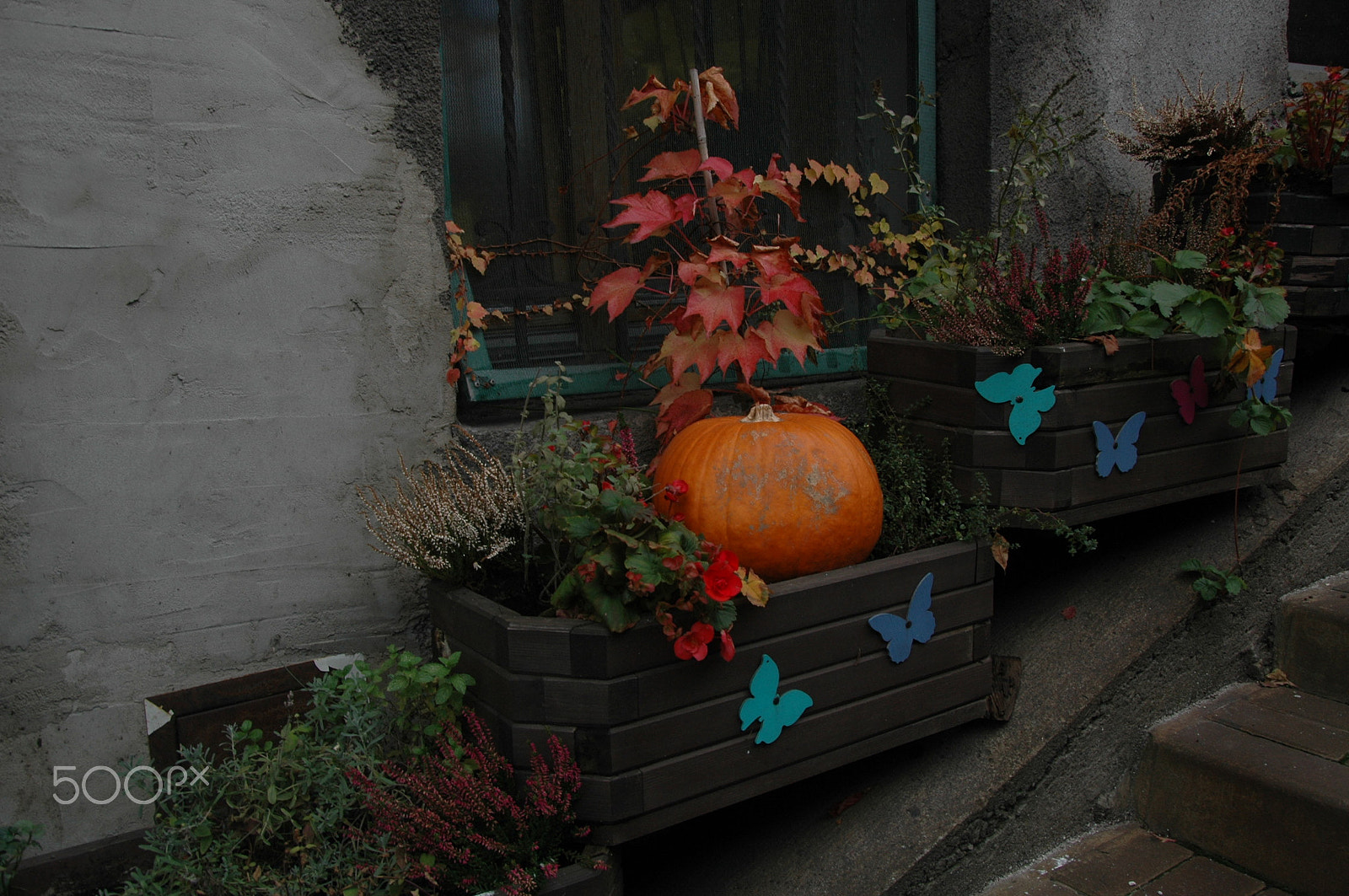 Nikon D70s sample photo. Pumpkin photography