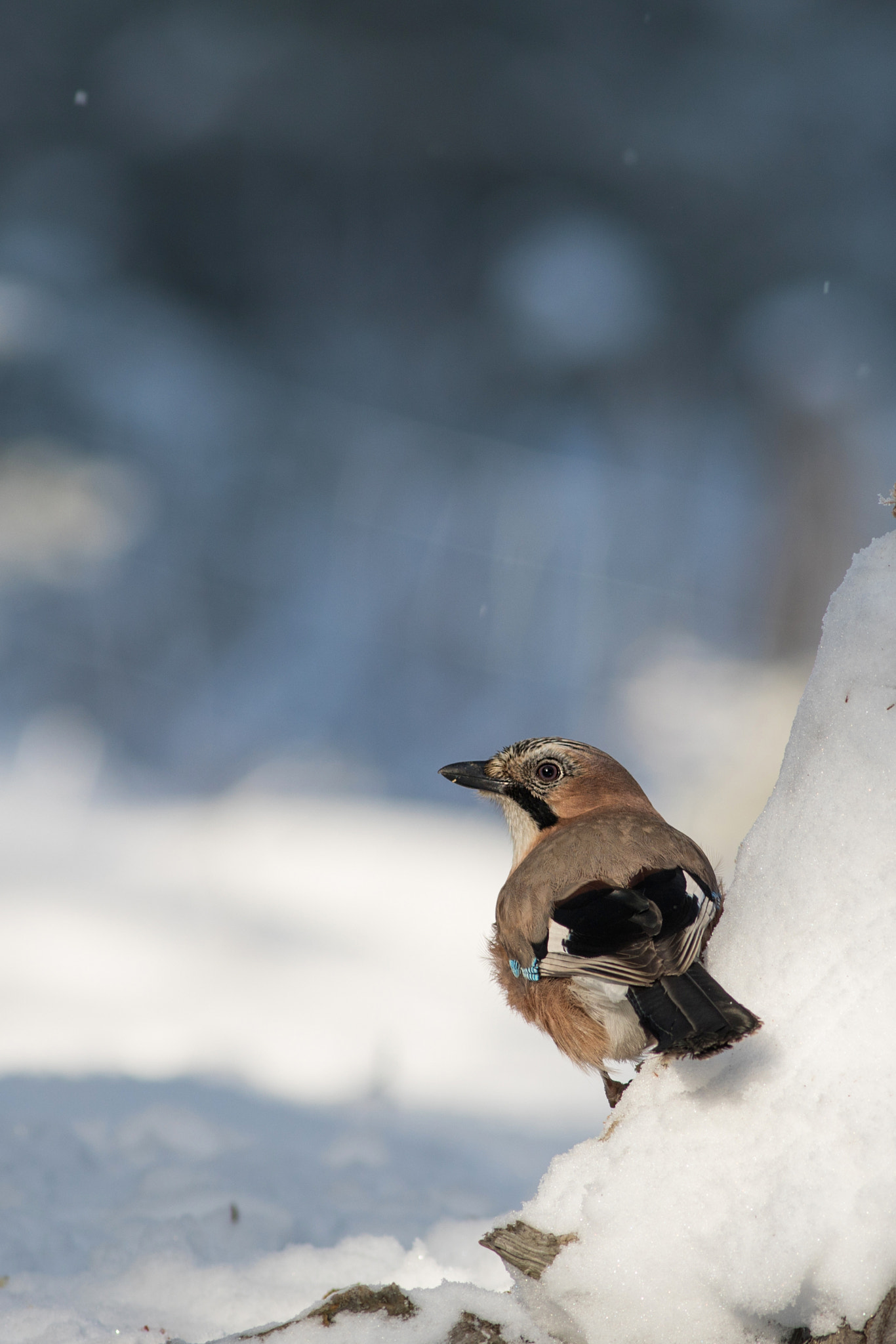 Canon EF 400mm F5.6L USM sample photo. Sojka obecná (garrulus glandarius) photography