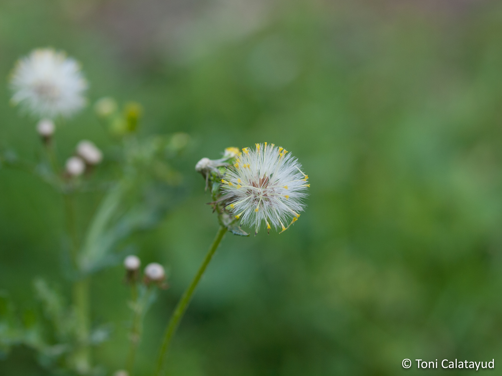 Olympus E-620 (EVOLT E-620) + OLYMPUS 50mm Lens sample photo. A wish photography