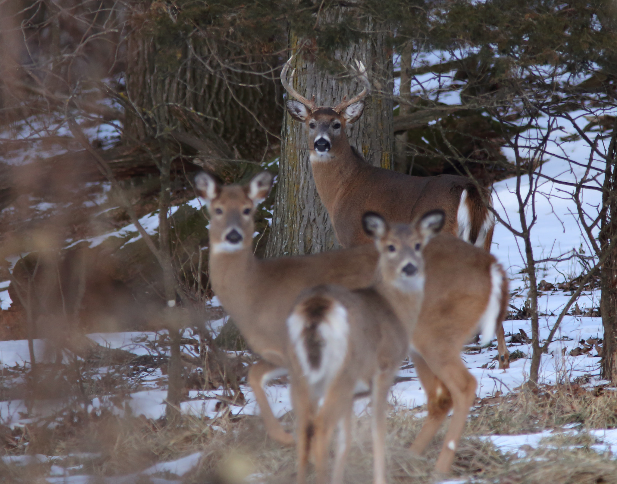 Canon EF 300mm f/4L + 1.4x sample photo. Guarding his family photography