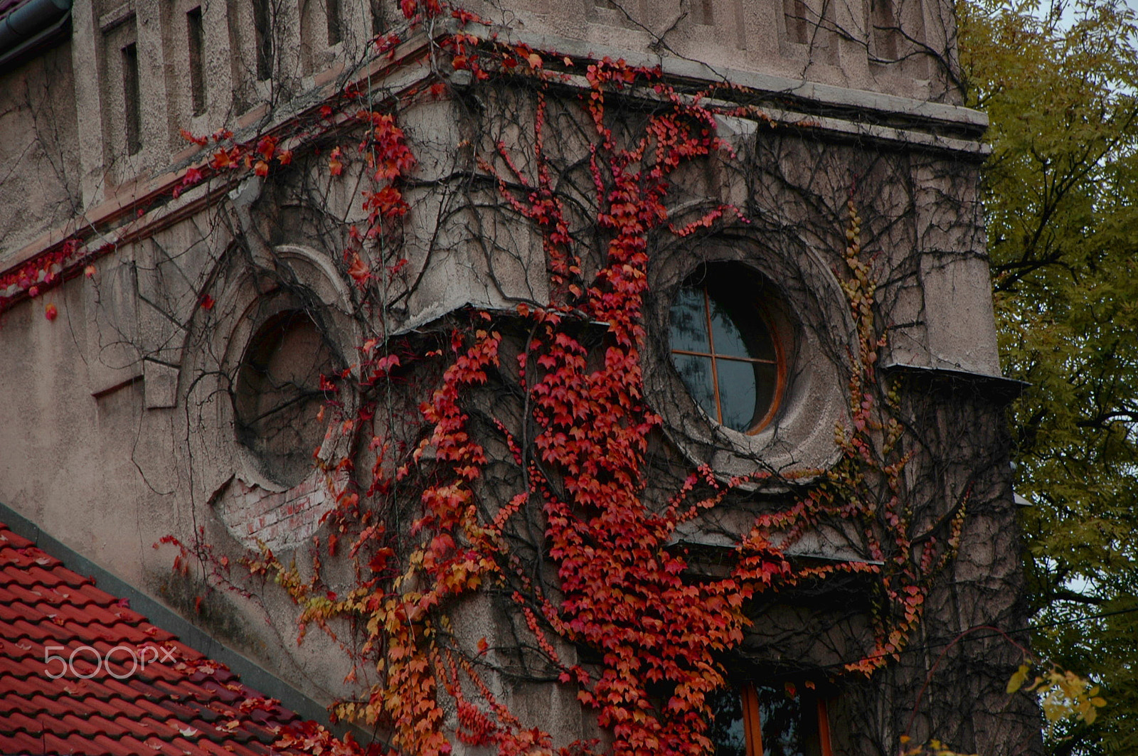 Nikon D70s sample photo. Poisonous ivy photography