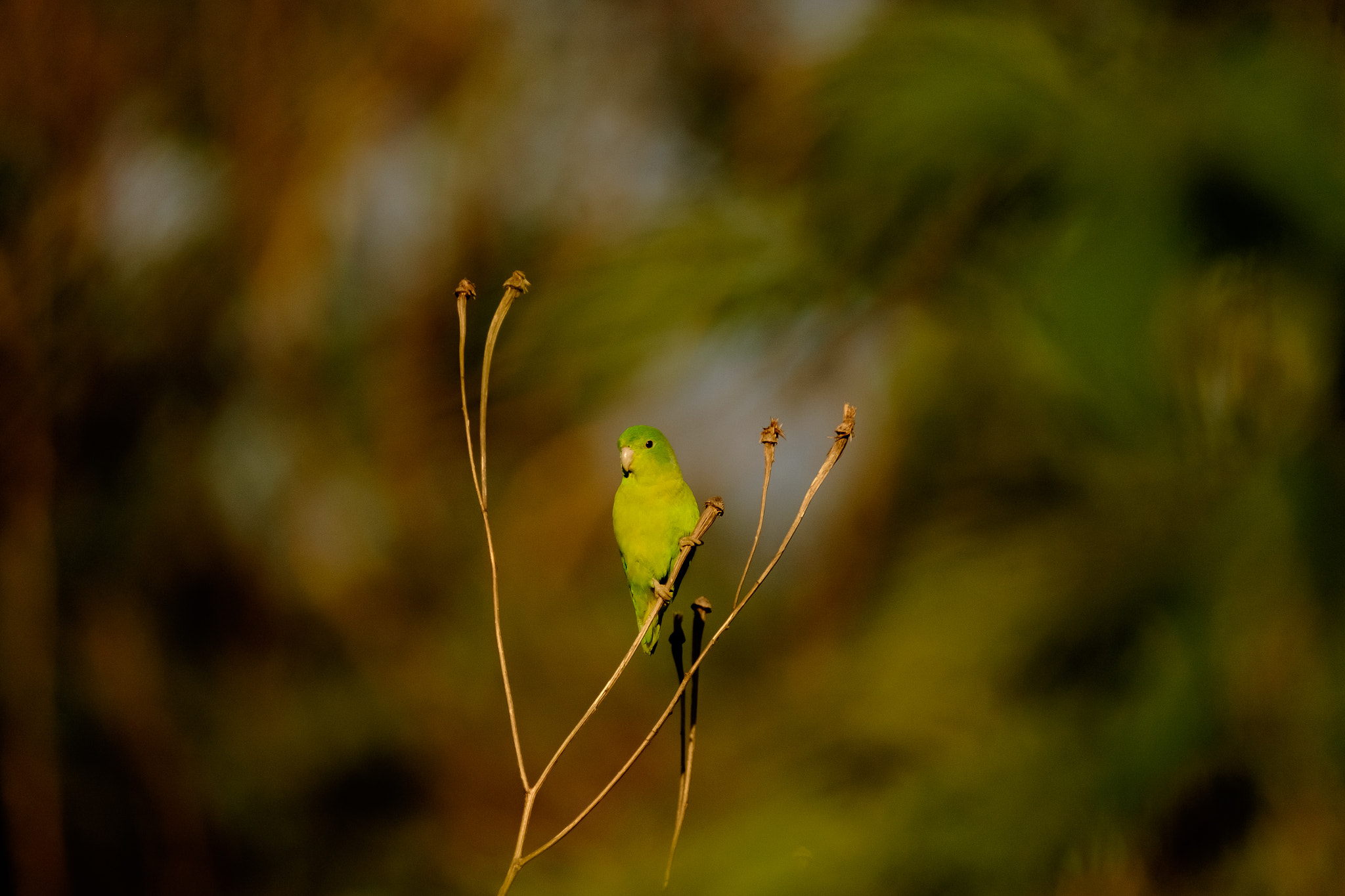 Fujifilm XF 100-400mm F4.5-5.6 R LM OIS WR sample photo. Tuim photography