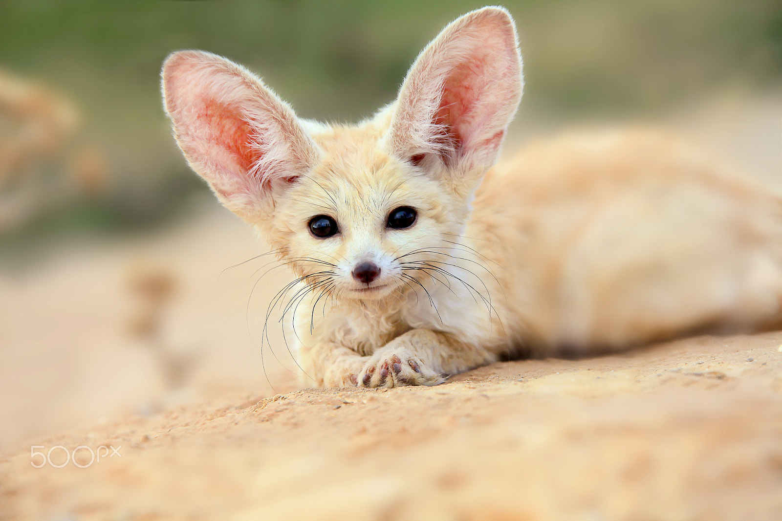 Canon EF 28-300mm F3.5-5.6L IS USM sample photo. Fennec, sahara algeria photography