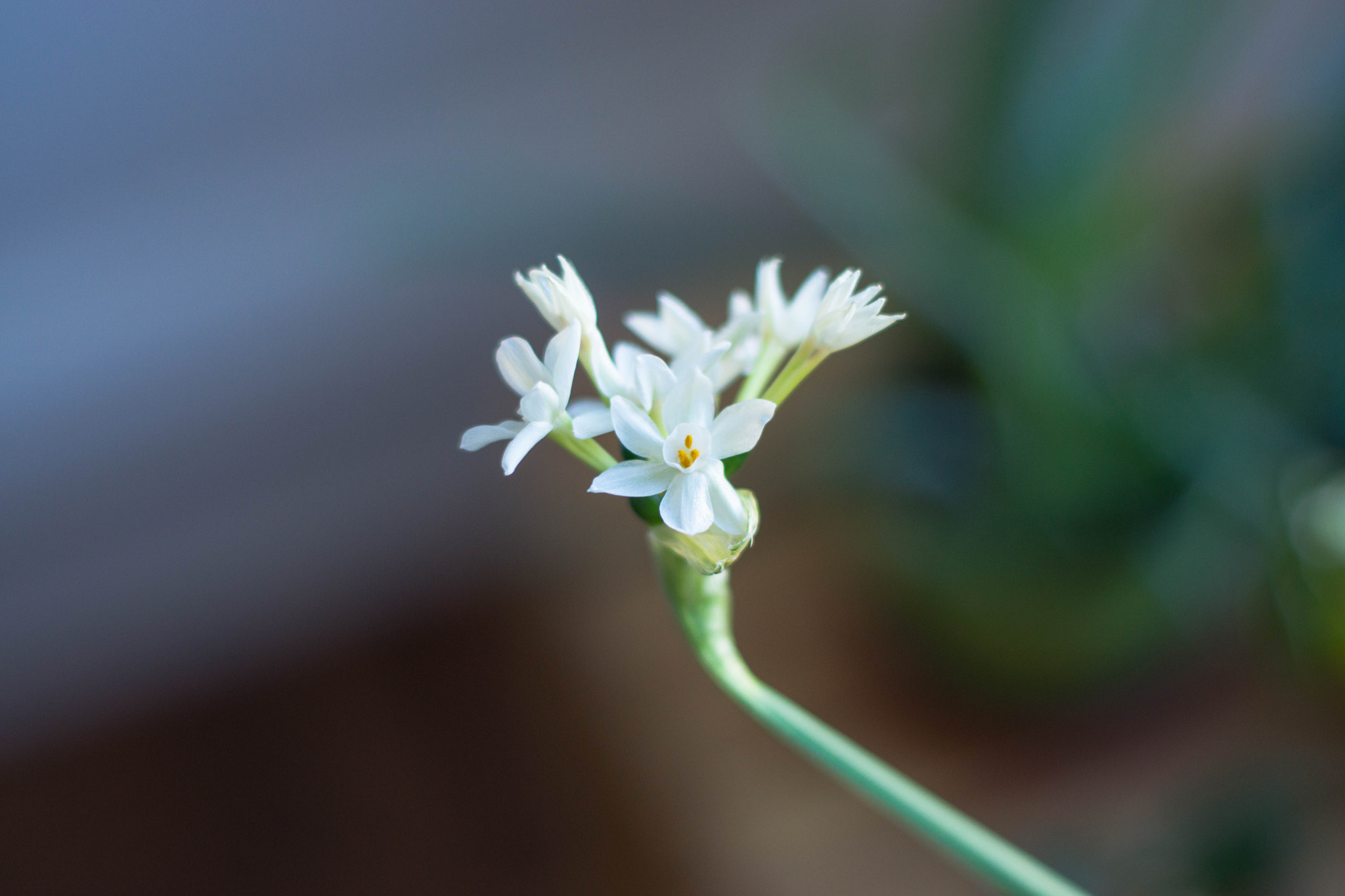 Sony SLT-A77 + Minolta AF 50mm F1.4 [New] sample photo. Peace in paperwhites photography