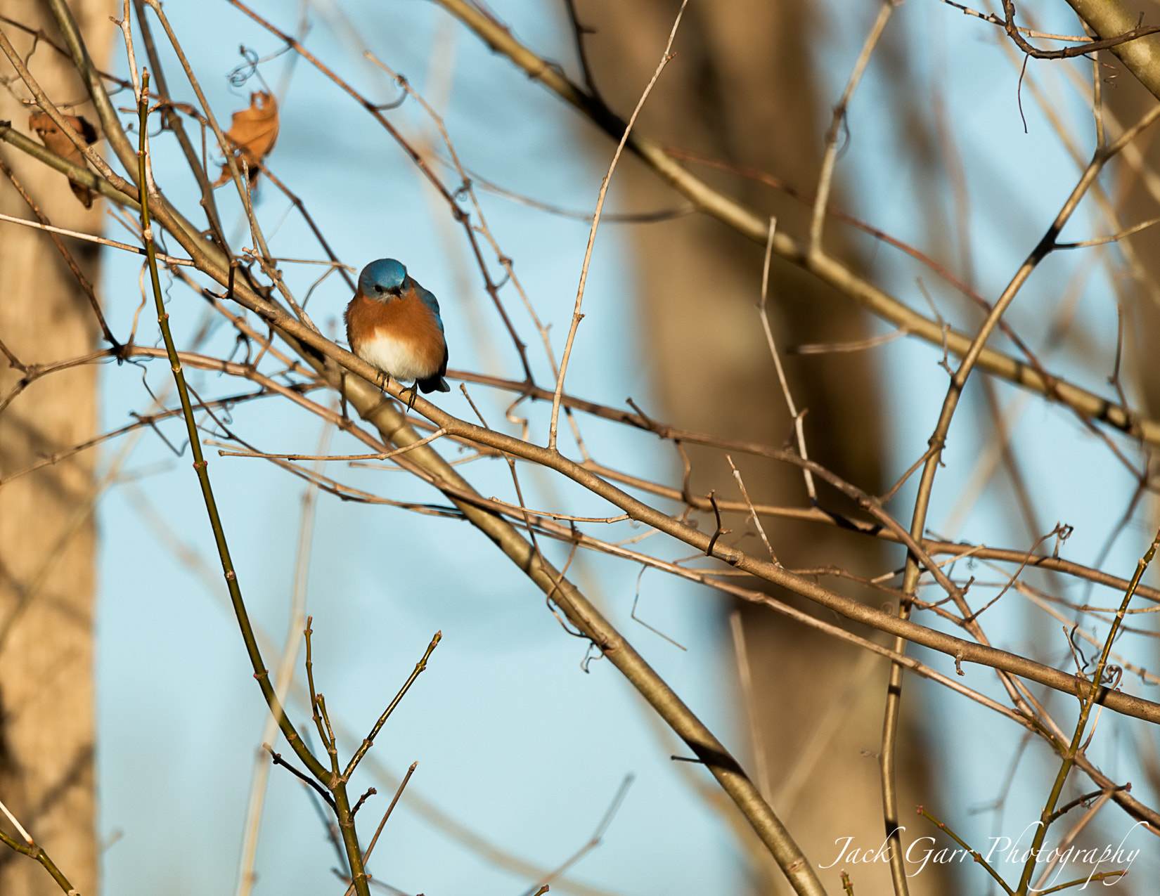 150-600mm F5-6.3 DG OS HSM | Sports 014 sample photo. Eastern blue bird male photography