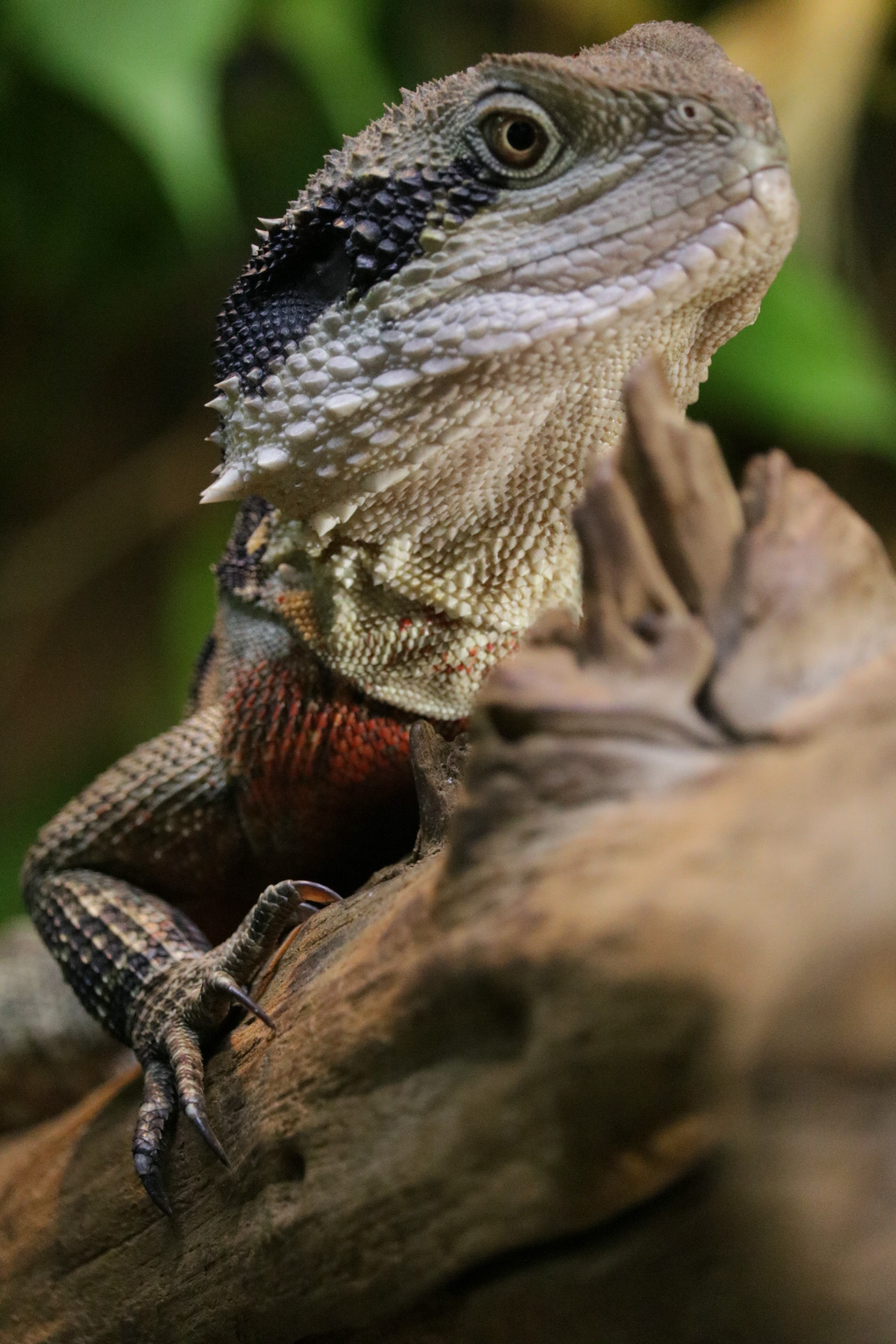 Canon EF-S 55-250mm F4-5.6 IS STM sample photo