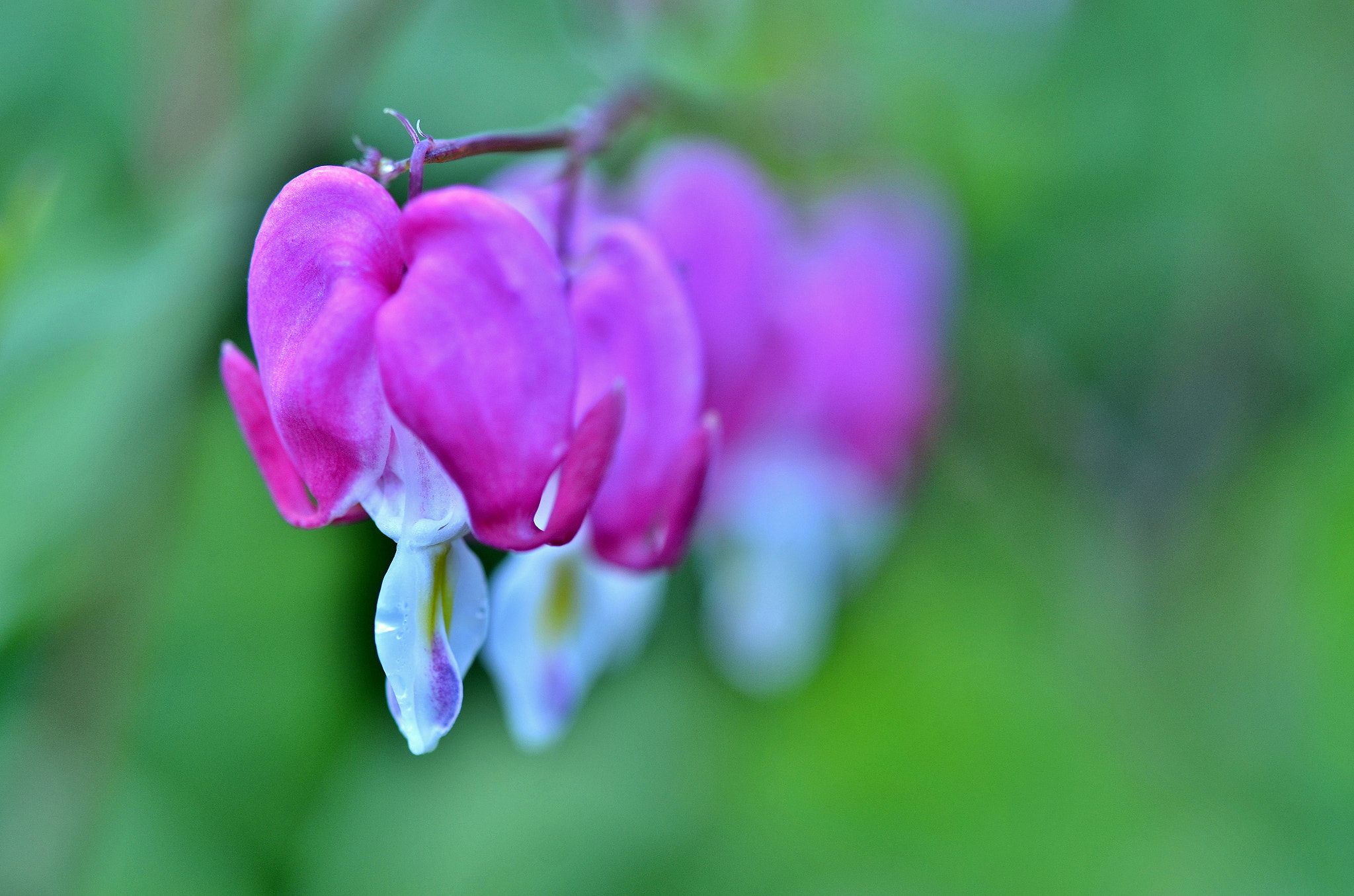 Nikon AF-S Micro-Nikkor 60mm F2.8G ED sample photo. Dsc photography