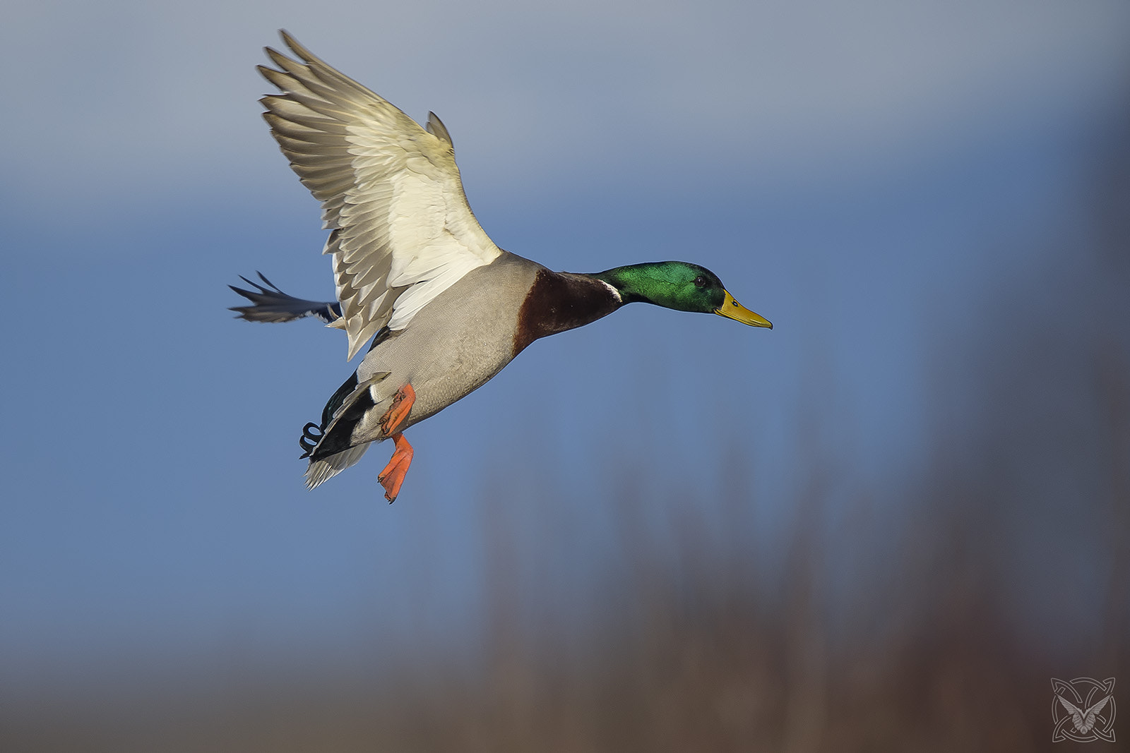 Nikon D4S sample photo. Anas platyrhynchos ♂- germano reale - mallard photography