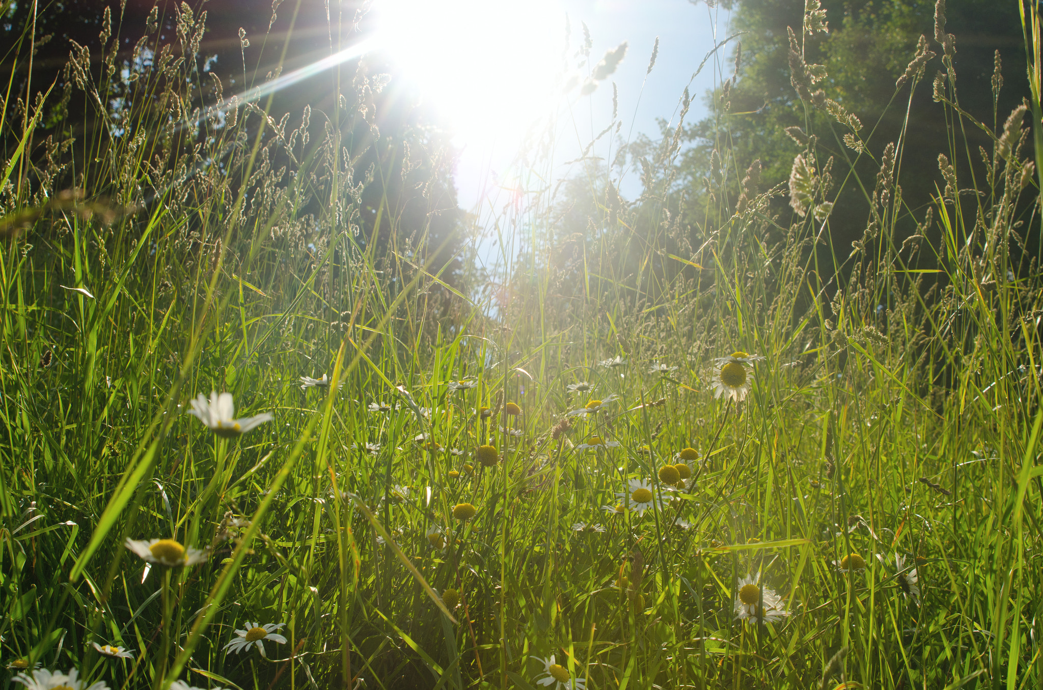 AF Zoom-Nikkor 28-105mm f/3.5-4.5D IF sample photo. Look at the sun photography