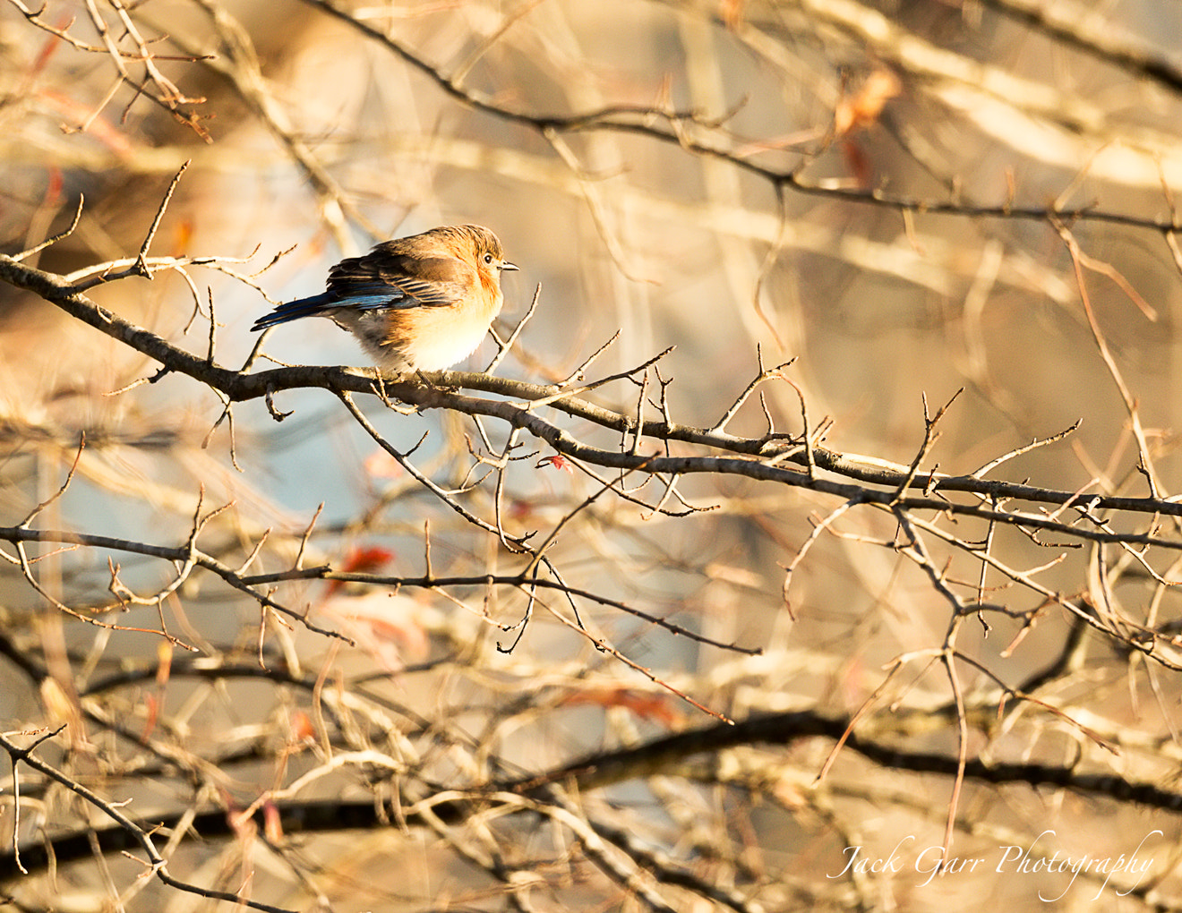 150-600mm F5-6.3 DG OS HSM | Sports 014 sample photo. Eastern blue bird female photography