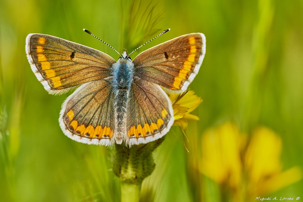 Sony ILCA-77M2 sample photo. Nice wings photography