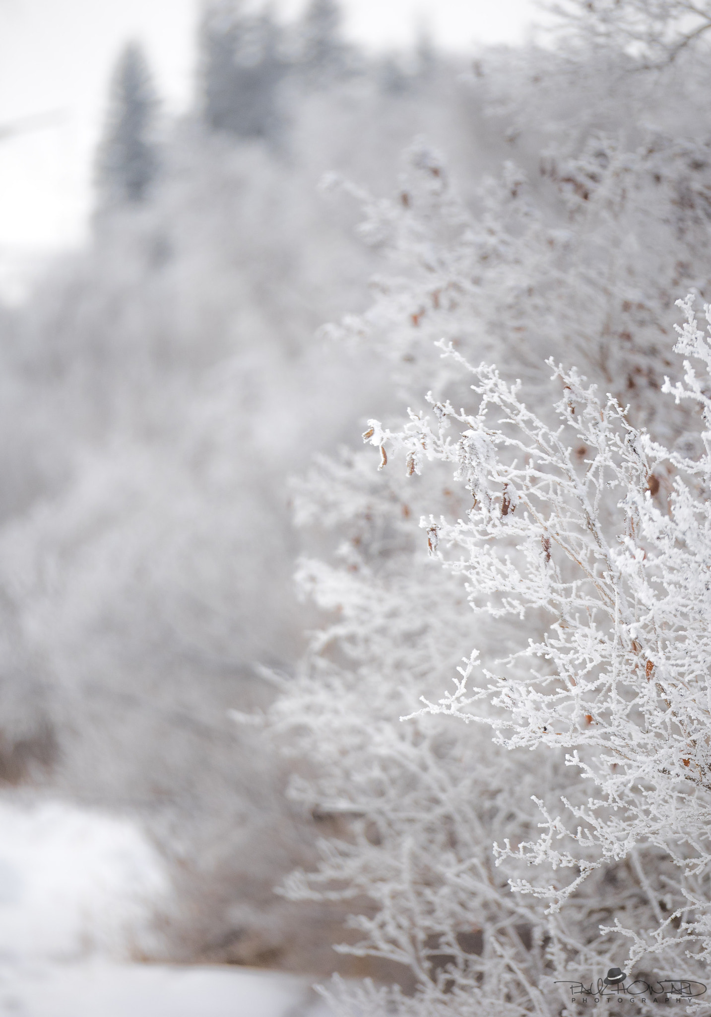 Olympus OM-D E-M1 + Panasonic Lumix G X Vario 35-100mm F2.8 OIS sample photo. Day 23: stay frosty photography