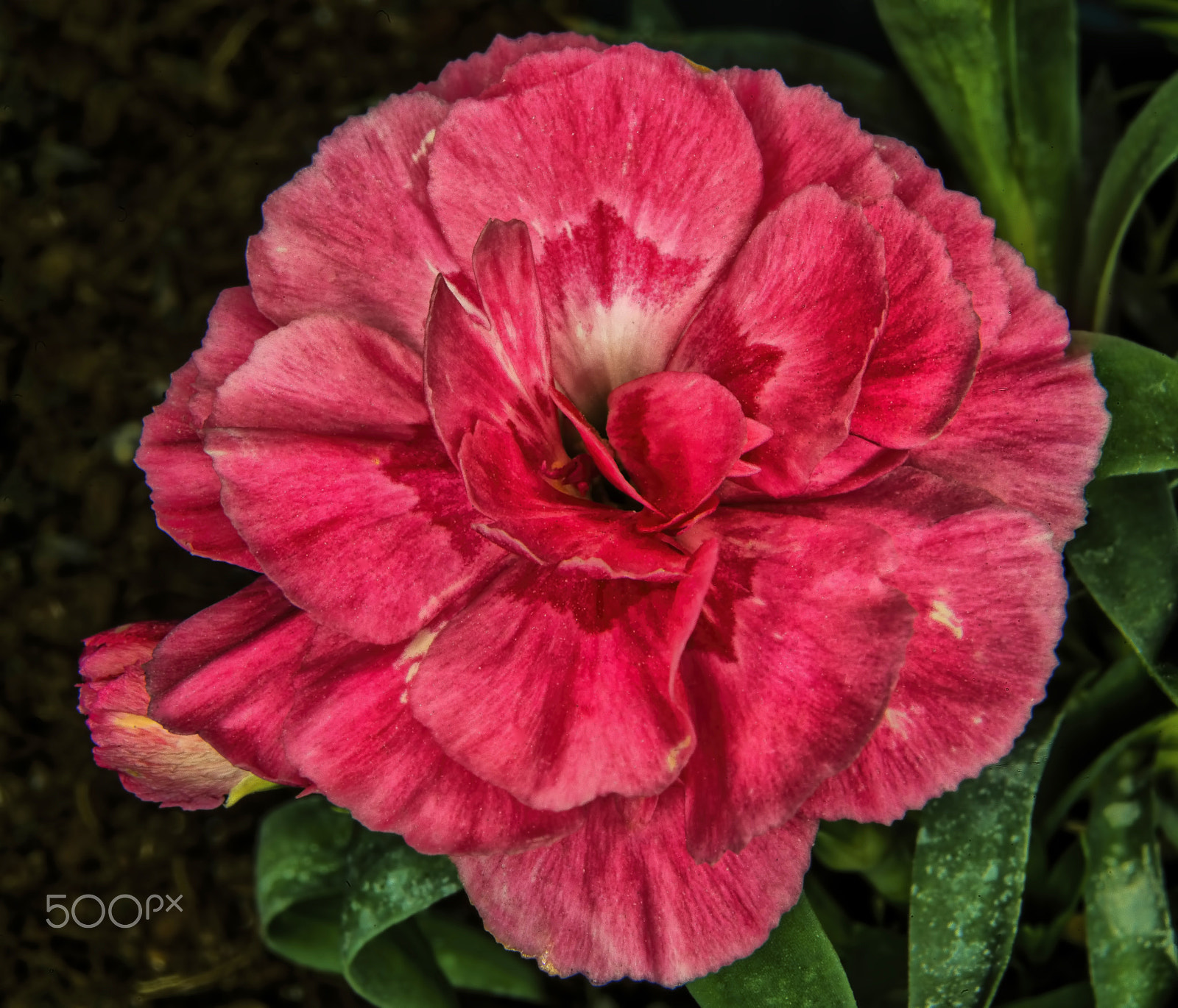 Nikon AF-S Micro-Nikkor 60mm F2.8G ED sample photo. Kış karanfili (winter carnation).. photography