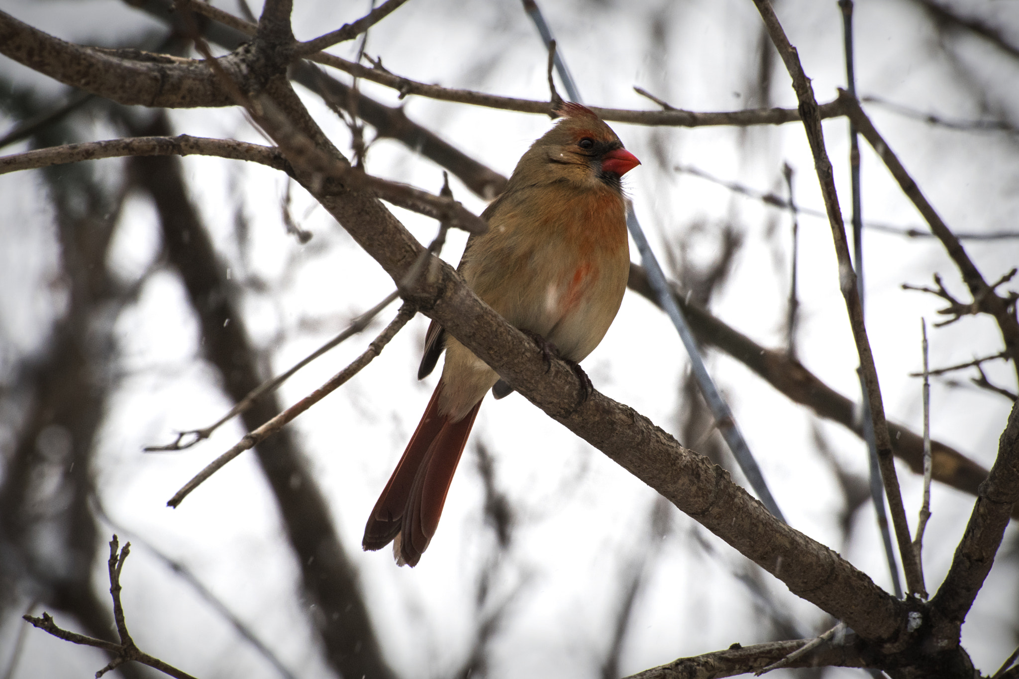 Nikon D500 sample photo. Female cardnal. windsor, on. photography