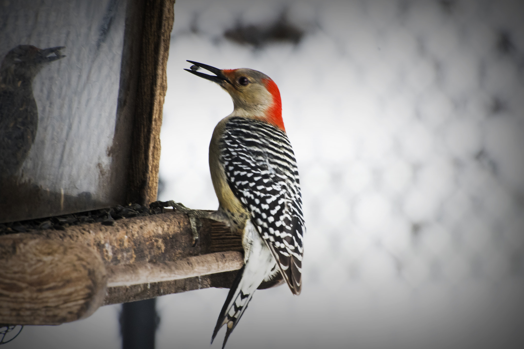 Nikon D500 sample photo. Red-bellied woodpecker at feeder. windsor, on. photography